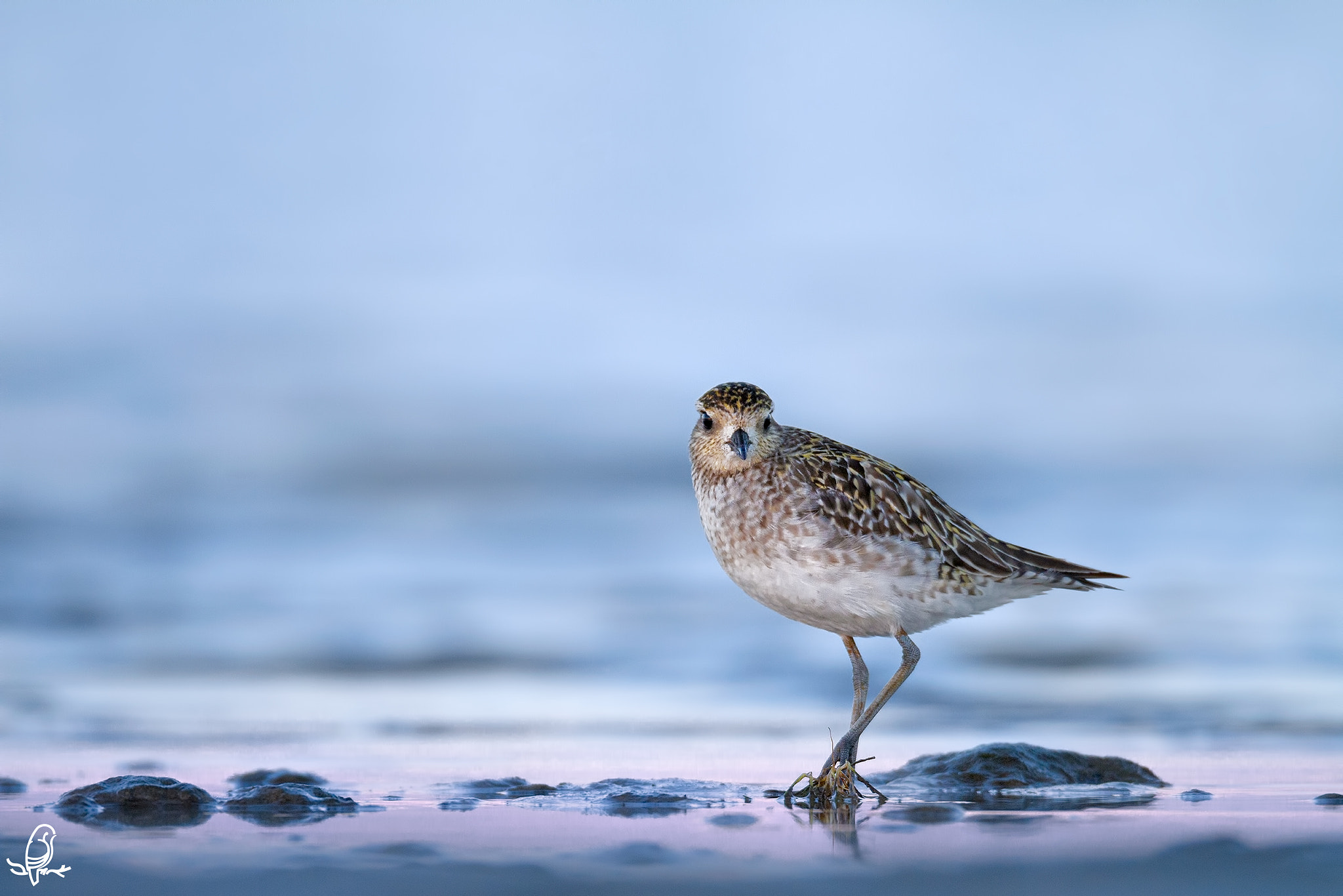 Canon EOS 7D + Canon EF 800mm F5.6L IS USM sample photo. Pacific golden plover in early morning light photography