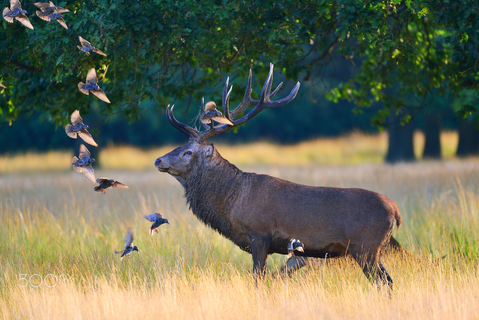 Sigma 150-600mm F5-6.3 DG OS HSM | S sample photo. Natural leading line photography