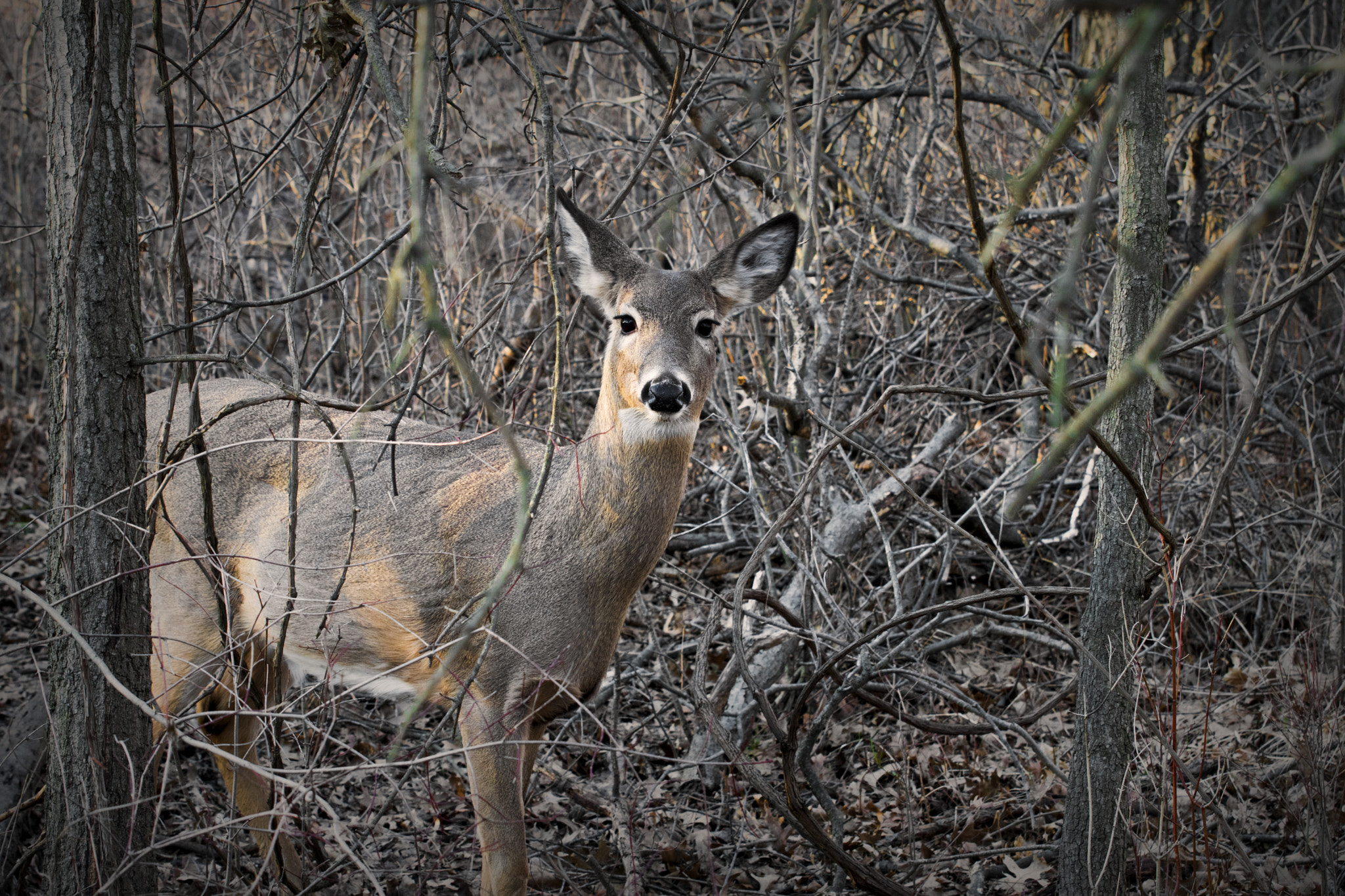Nikon D500 sample photo. Hello there. windsor, on. photography