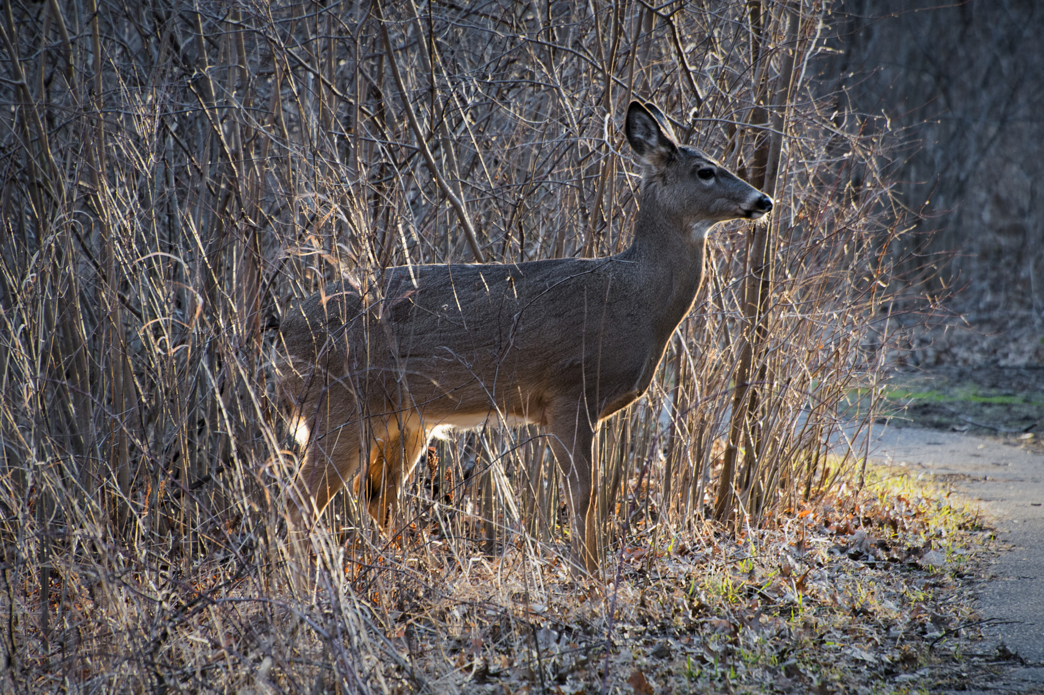 Nikon D500 sample photo. Step into the light. windsor, on. photography