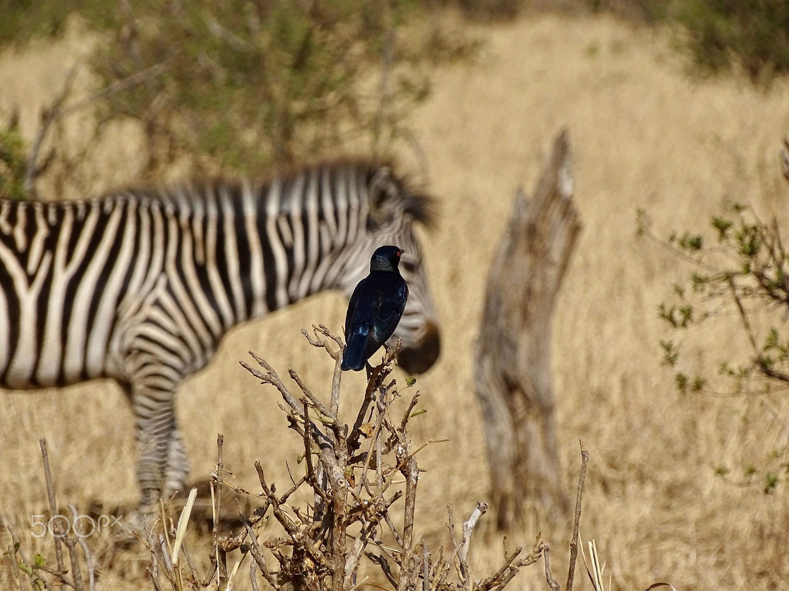 Sony 24-210mm F2.8-6.3 sample photo. Hildenbrandt's starling w zebra - tarangire photography