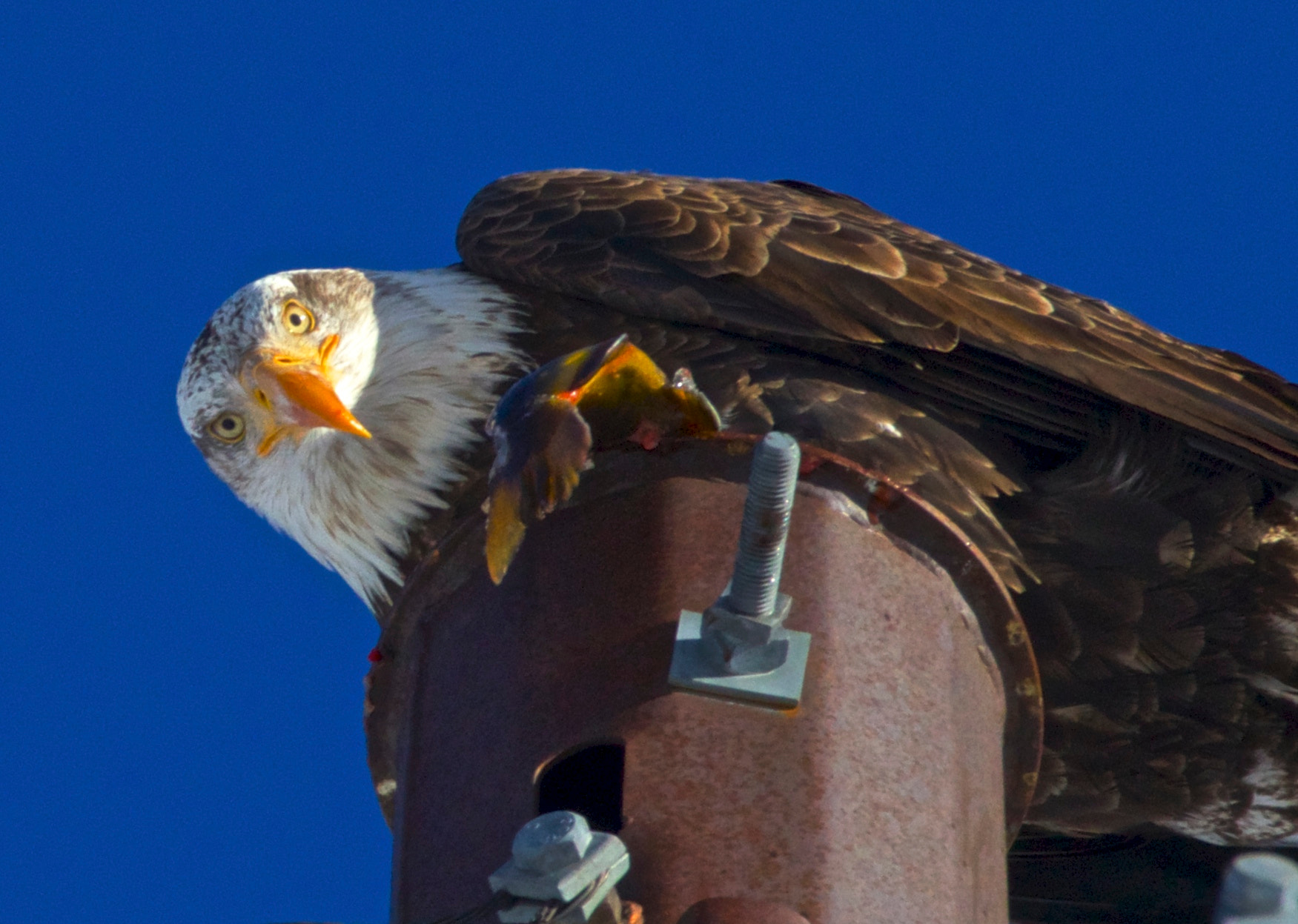 Canon EF 70-300mm F4-5.6L IS USM sample photo. Bald eagle photography
