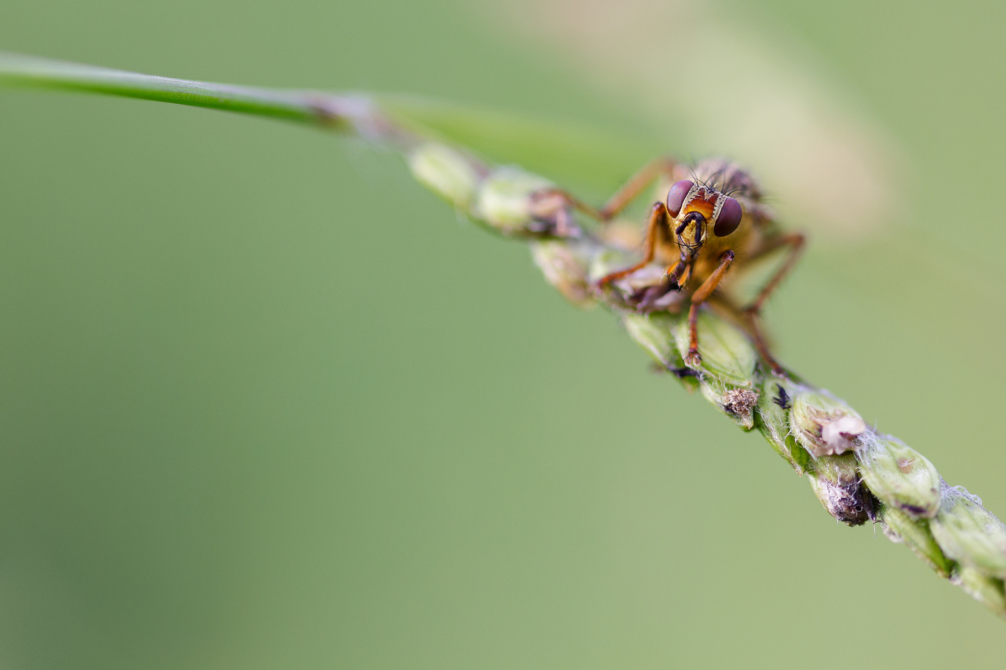 Canon EF-S 60mm F2.8 Macro USM sample photo. Horsefly photography