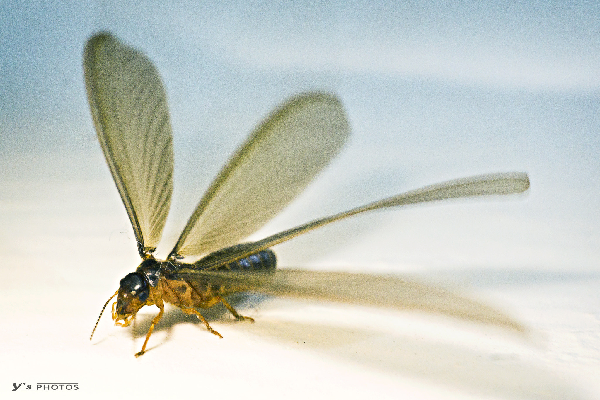 Sigma 30mm F2.8 EX DN sample photo. Ant... photography