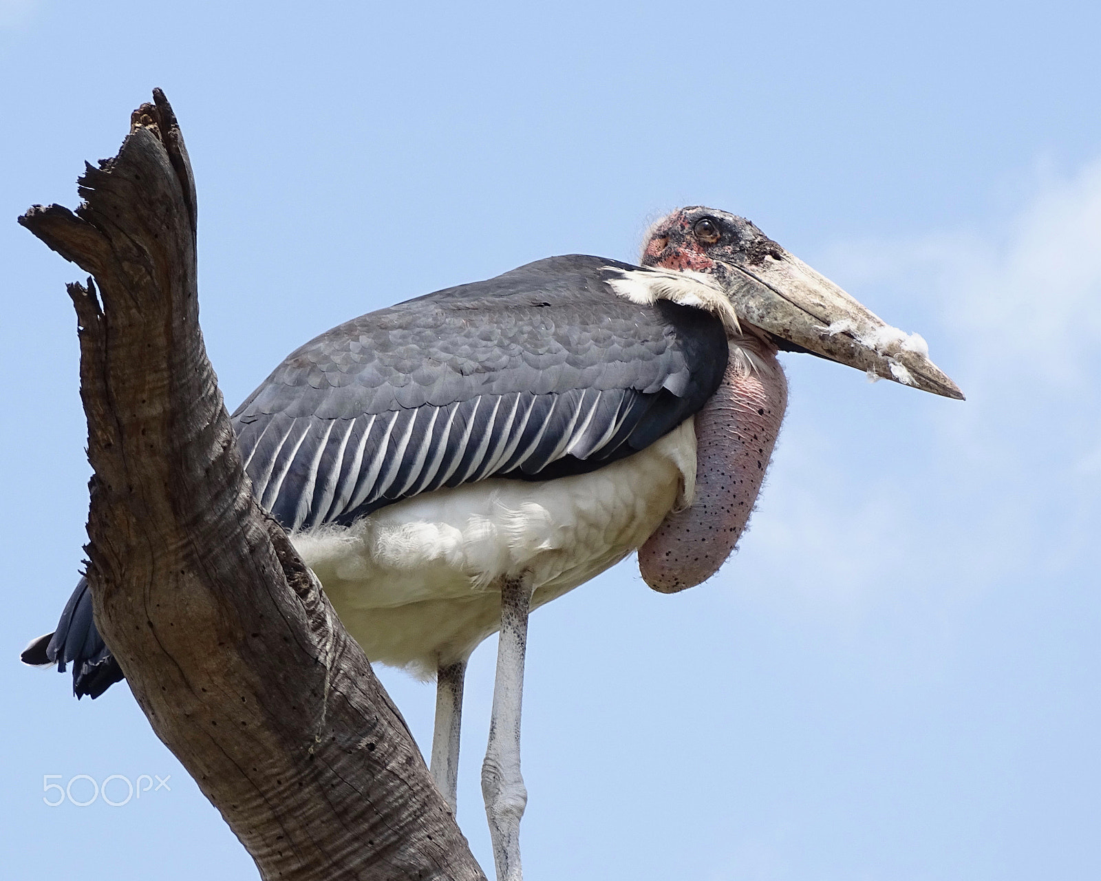 Sony 24-210mm F2.8-6.3 sample photo. Marabou stork on dead tree - northern serengeti photography