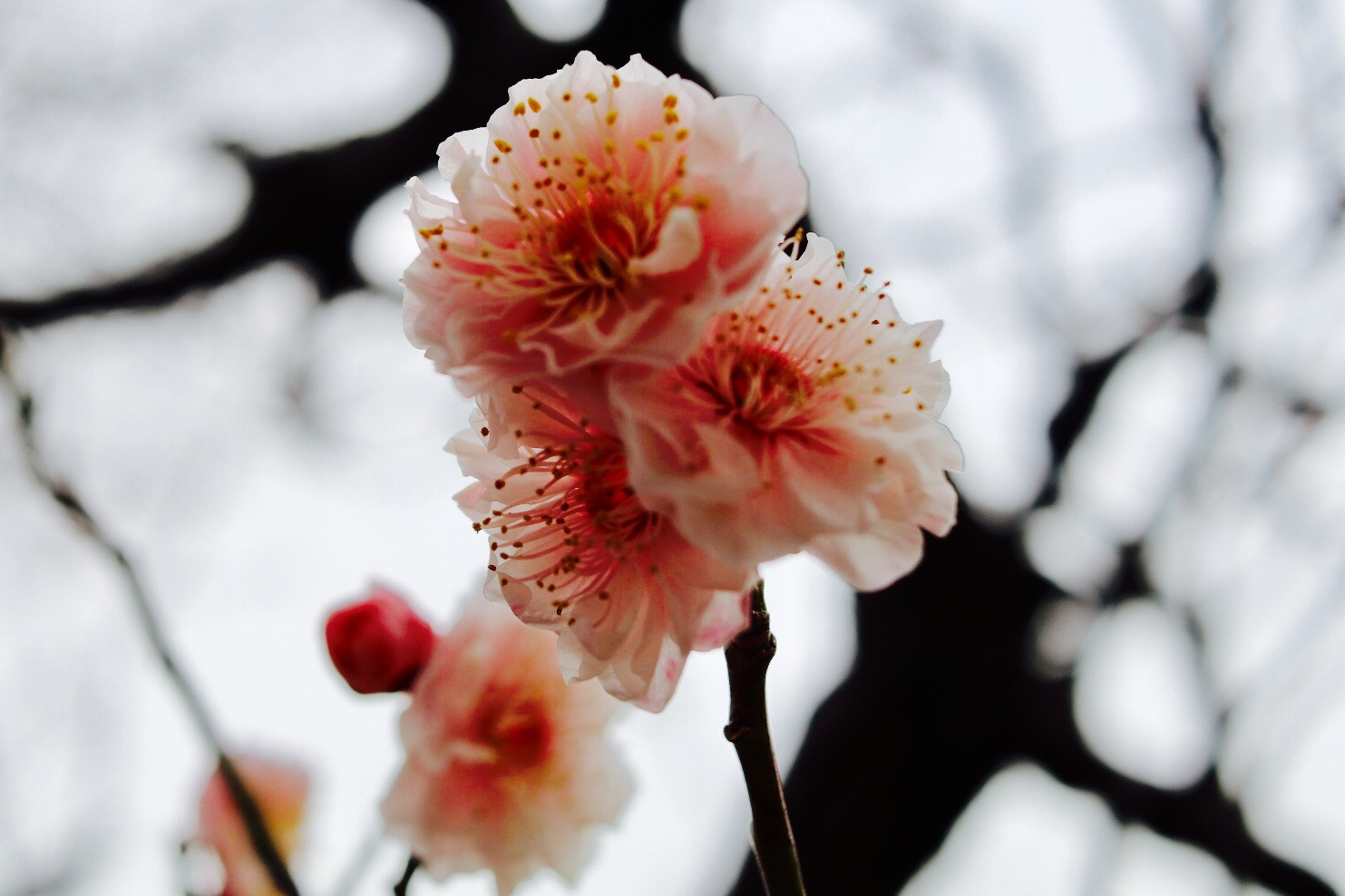 Canon EF-S 24mm F2.8 STM sample photo