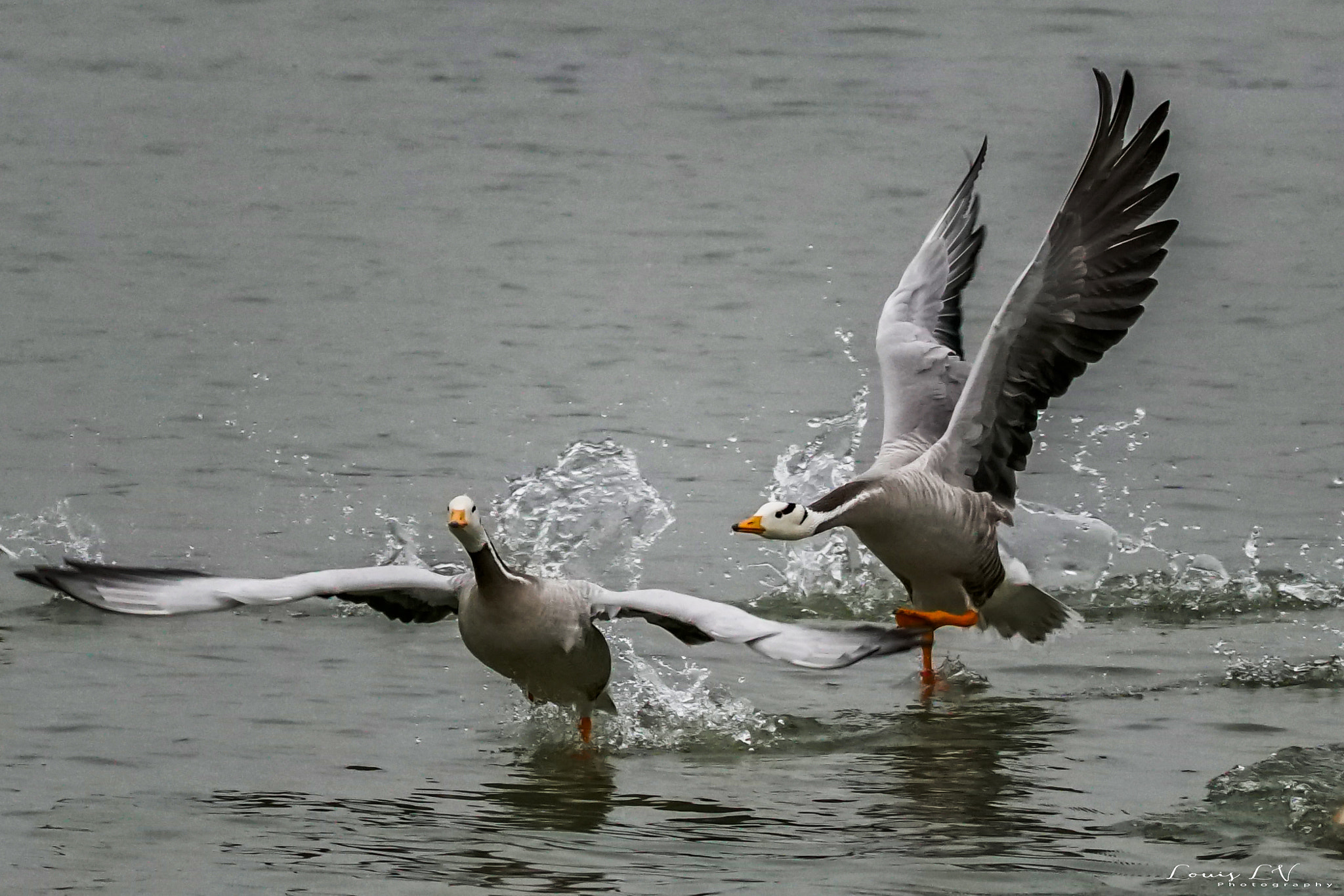 Sony a6500 sample photo. Other photography