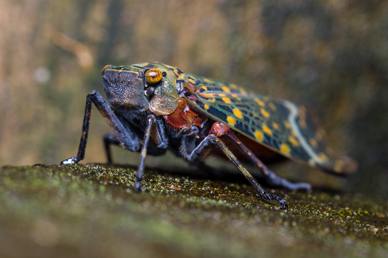 smc PENTAX-FA Macro 100mm F2.8 sample photo. Rare bug photography