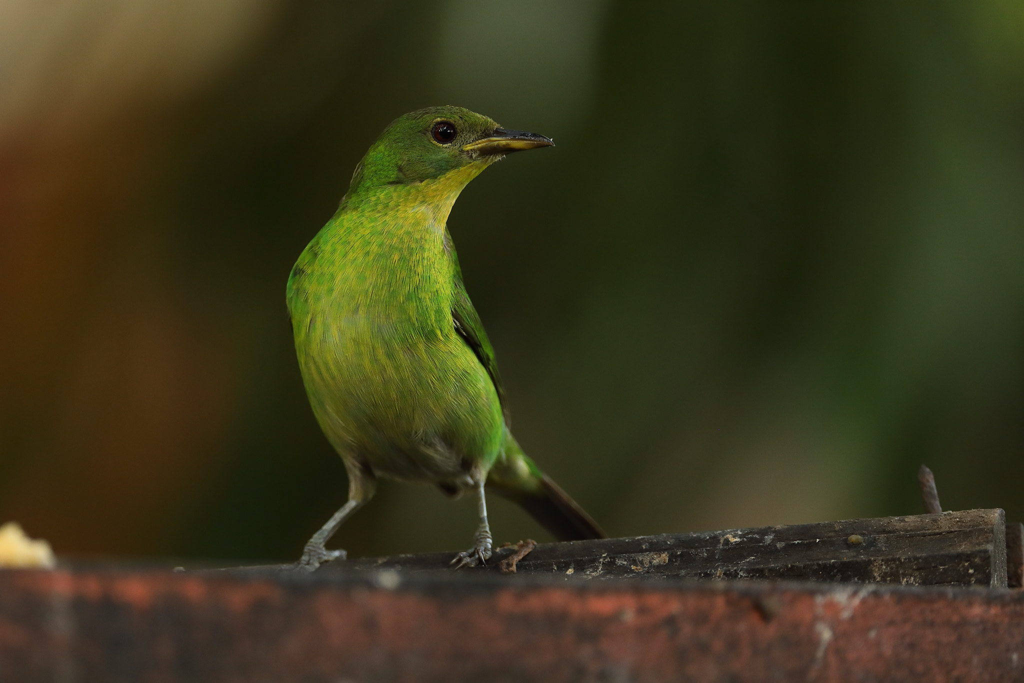 Canon EF 500mm F4L IS USM sample photo. Green honeycreeper - chlorophanes spiza photography