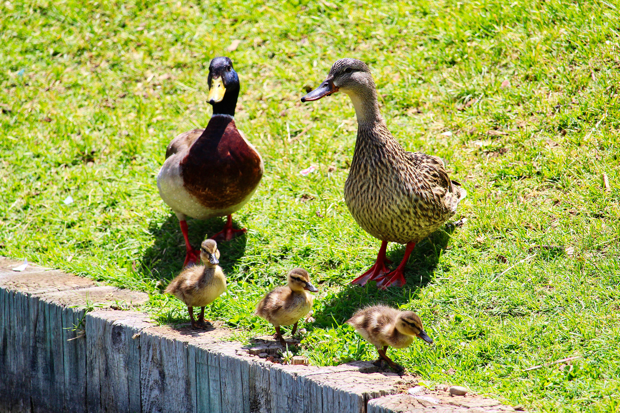 Canon EF-S 55-250mm F4-5.6 IS STM sample photo. Cute family photography
