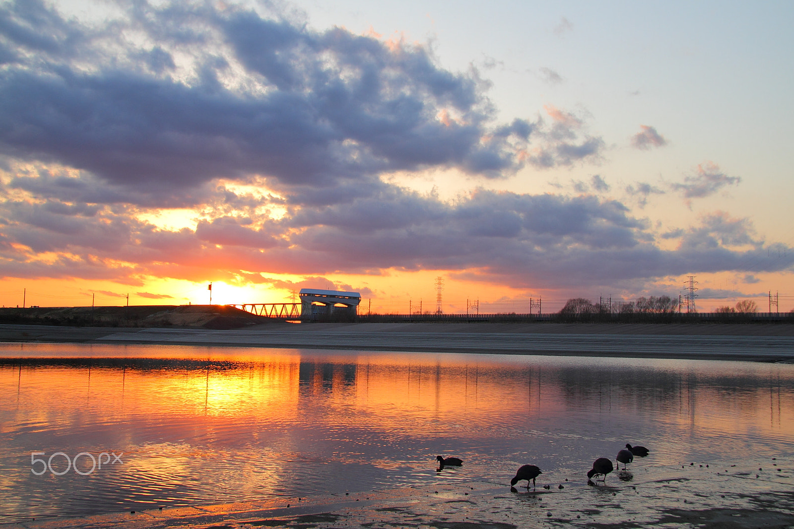 Canon EOS 7D + Canon EF-S 17-85mm F4-5.6 IS USM sample photo. Birds taking a break in the sunset photography