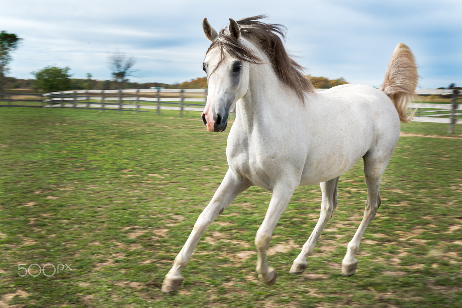 Nikon D800 + Sigma 24-70mm F2.8 EX DG HSM sample photo. Running arabian horse photography