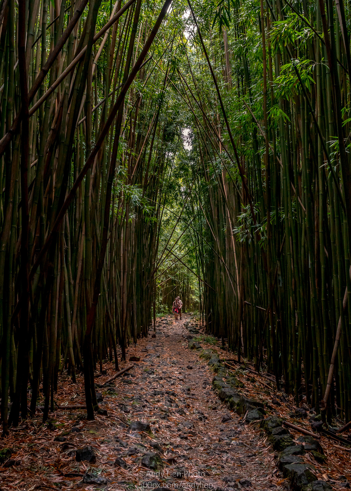 Sony Sonnar T* E 24mm F1.8 ZA sample photo. Hiking in the bamboo forest, haleakala national park, maui, hawaii photography