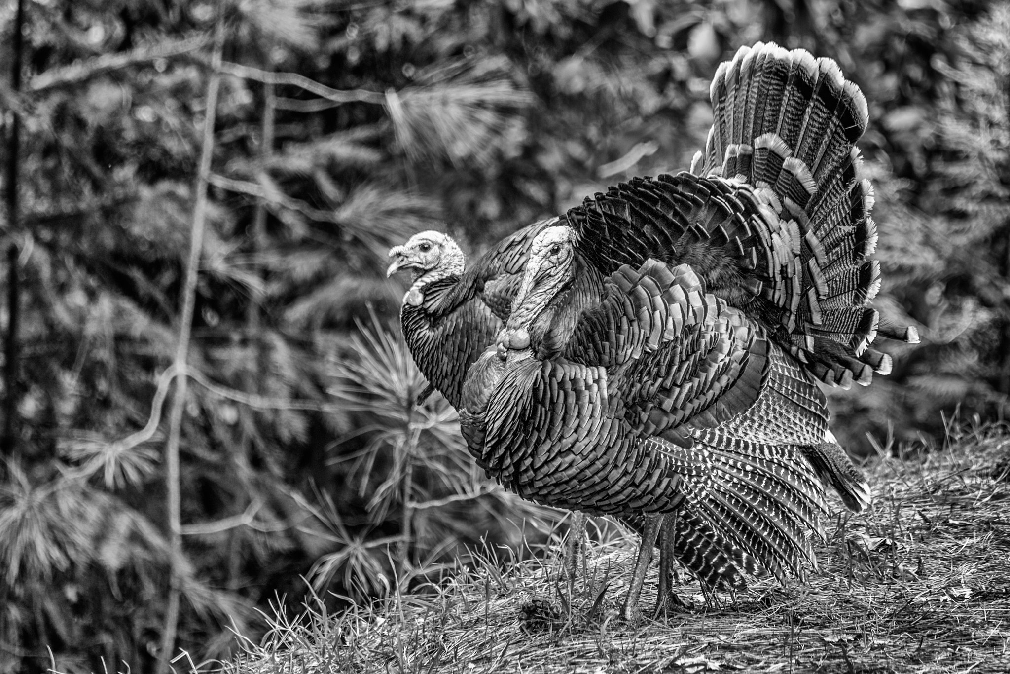 Nikon D5 sample photo. Turkey strut 2 photography