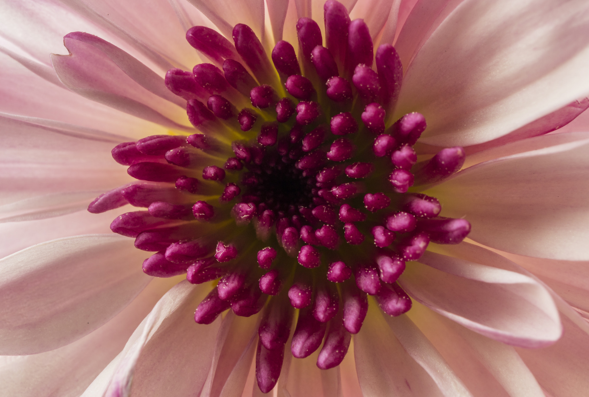 Canon EF-M 28mm F3.5 Macro IS STM sample photo. Chrysanthemum photography