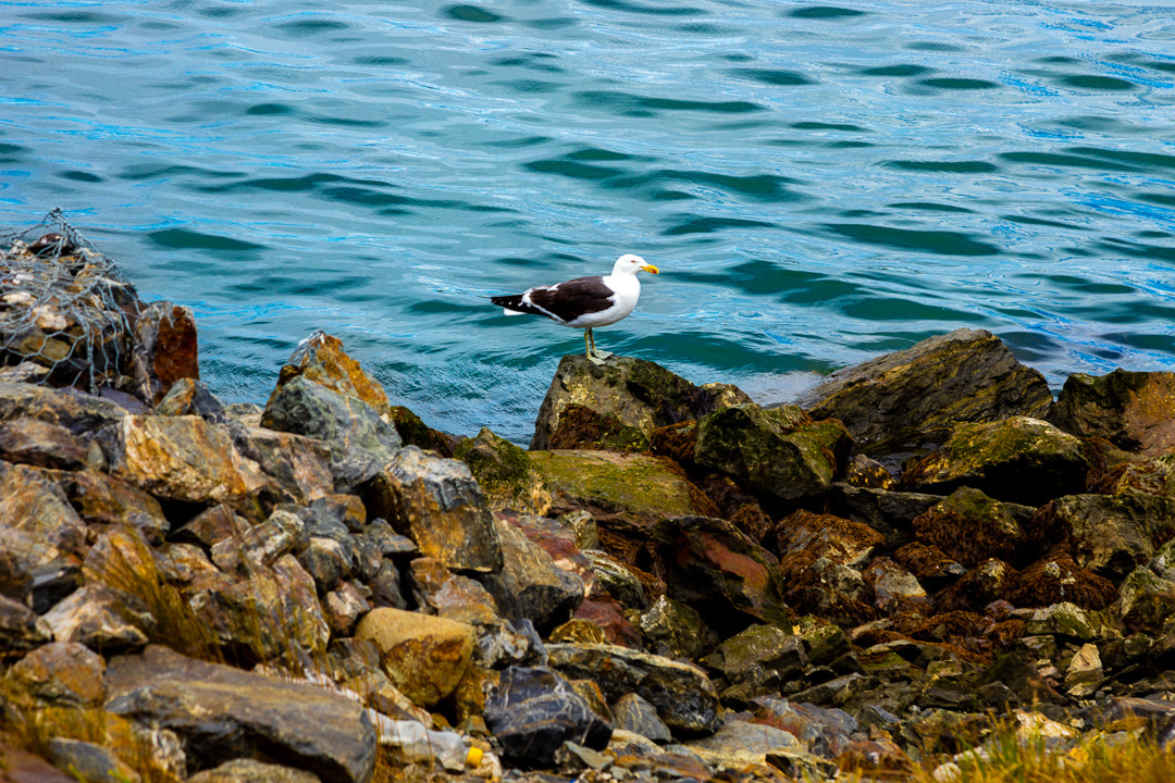 Canon EOS 5DS R sample photo. Aa photography
