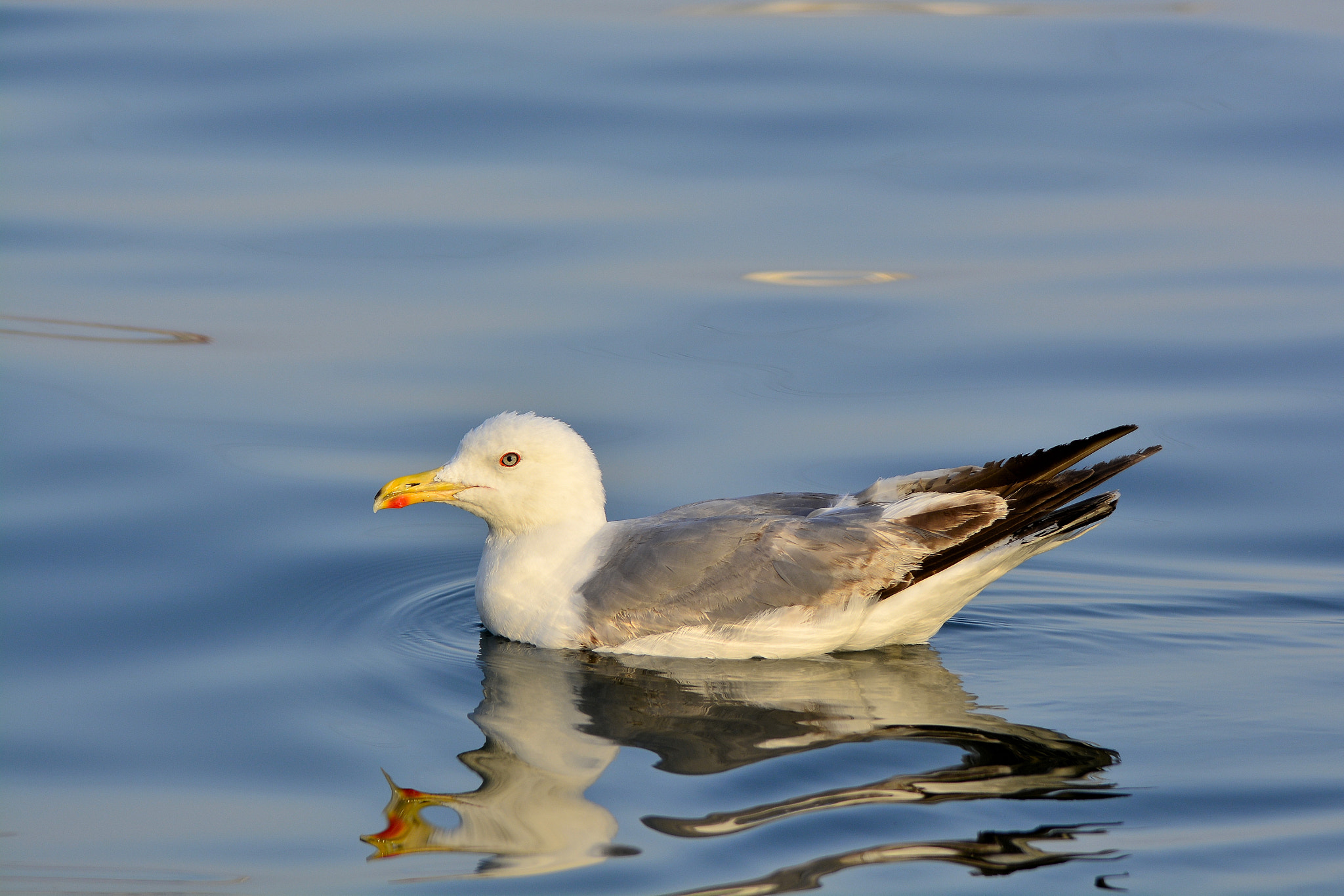 Sigma 150-500mm F5-6.3 DG OS HSM sample photo. En el  mar photography