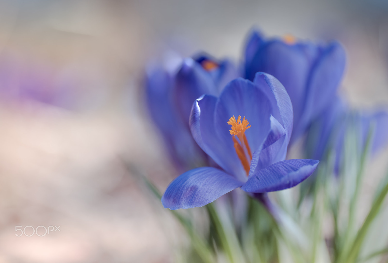 Nikon D810 sample photo