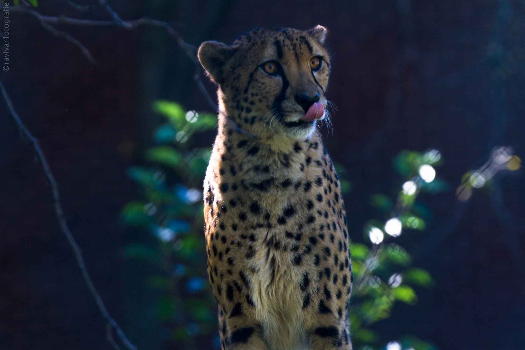Canon EF 70-200mm F2.8L IS II USM sample photo. Cheetah photography