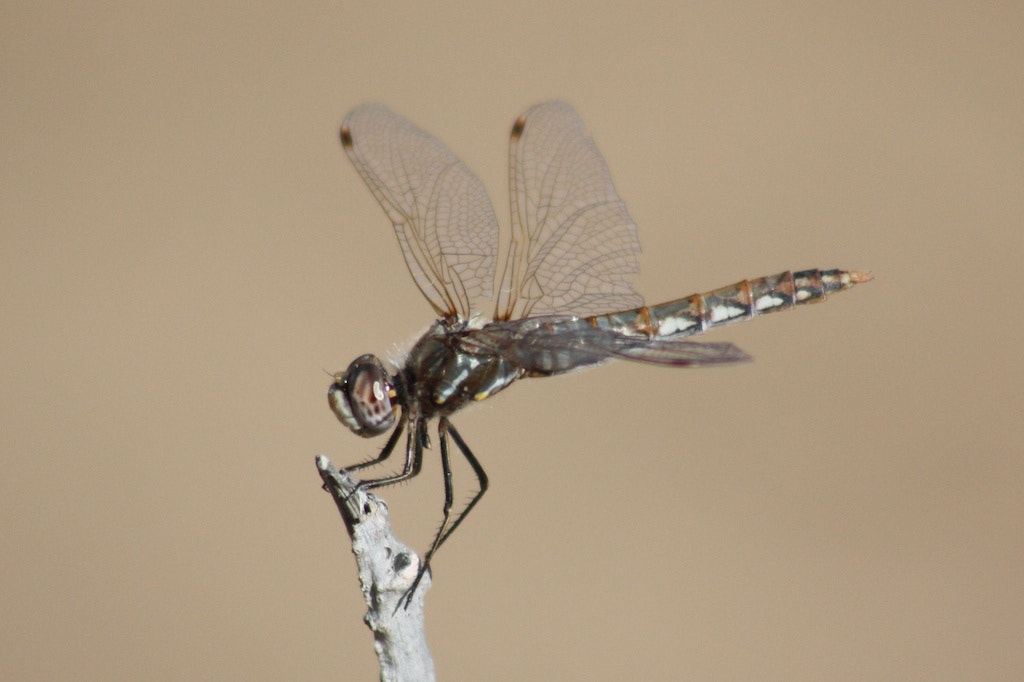 EF75-300mm f/4-5.6 sample photo. Dragonfly photography