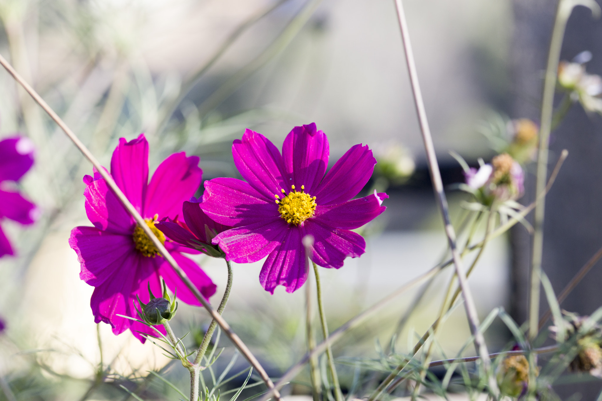 ZEISS Makro-Planar T* 100mm F2 sample photo. Dsc photography