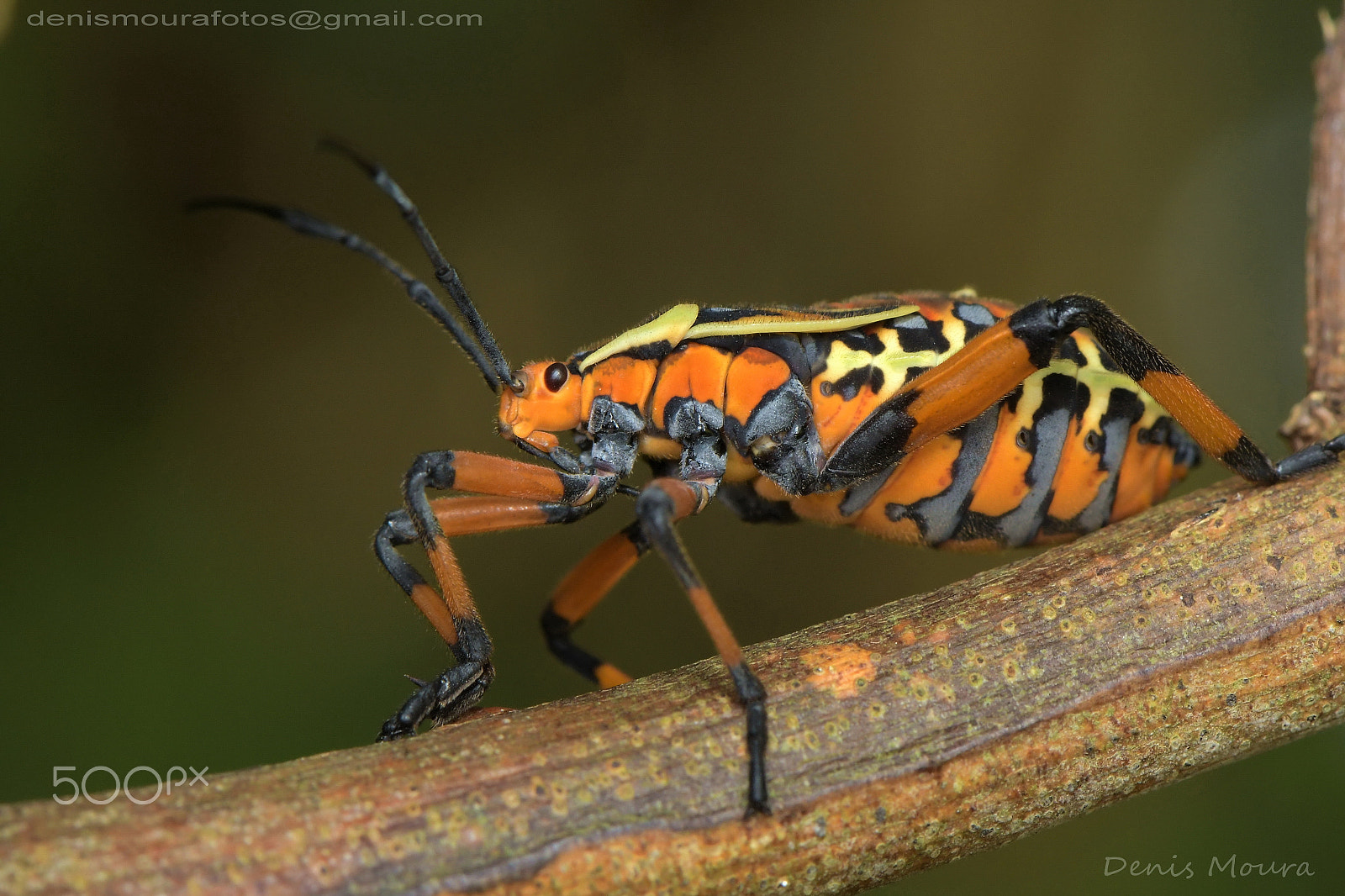 Nikon AF-S Micro-Nikkor 105mm F2.8G IF-ED VR sample photo. Percevejo photography
