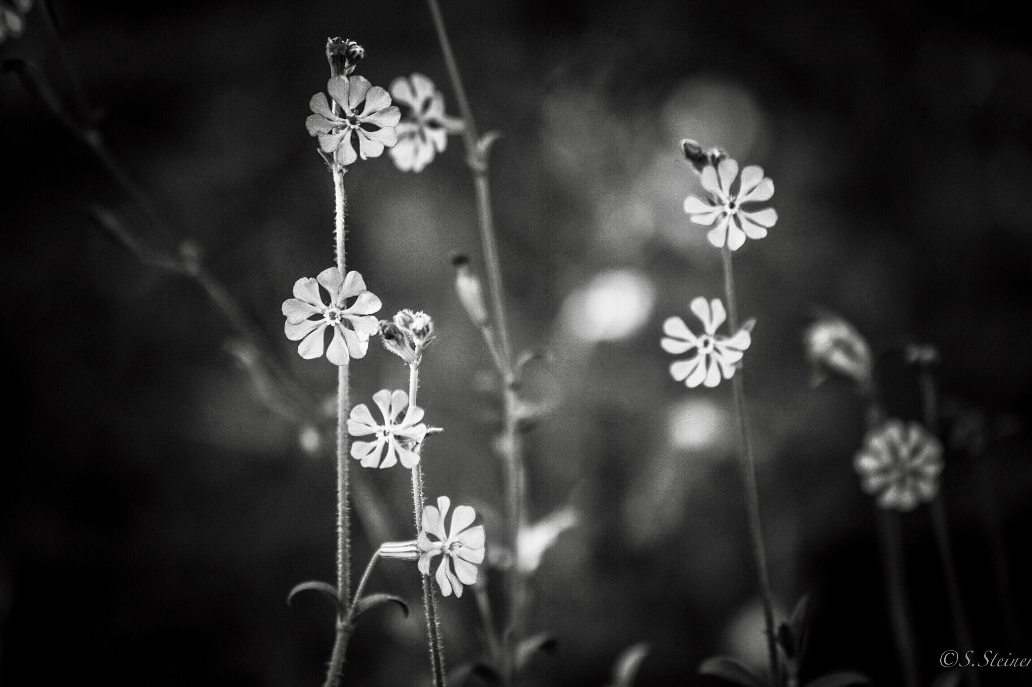 Canon EF 70-300mm F4-5.6 IS USM sample photo. Little flower photography