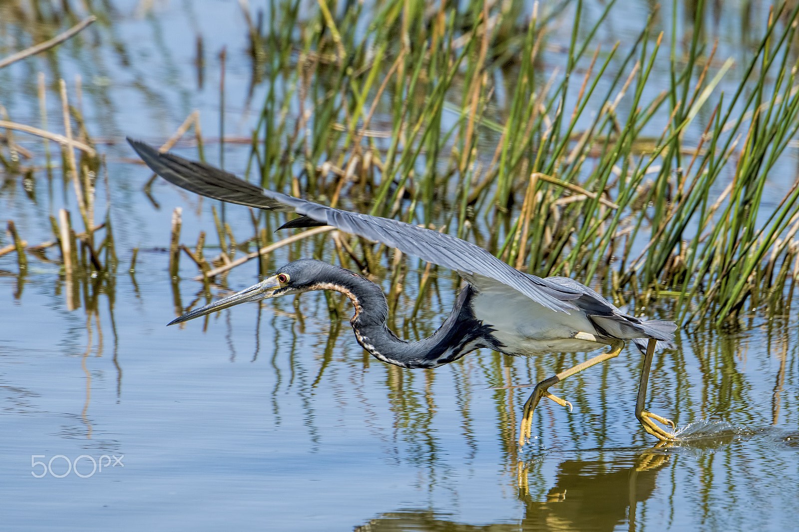 Nikon D810 sample photo. Walking on water photography