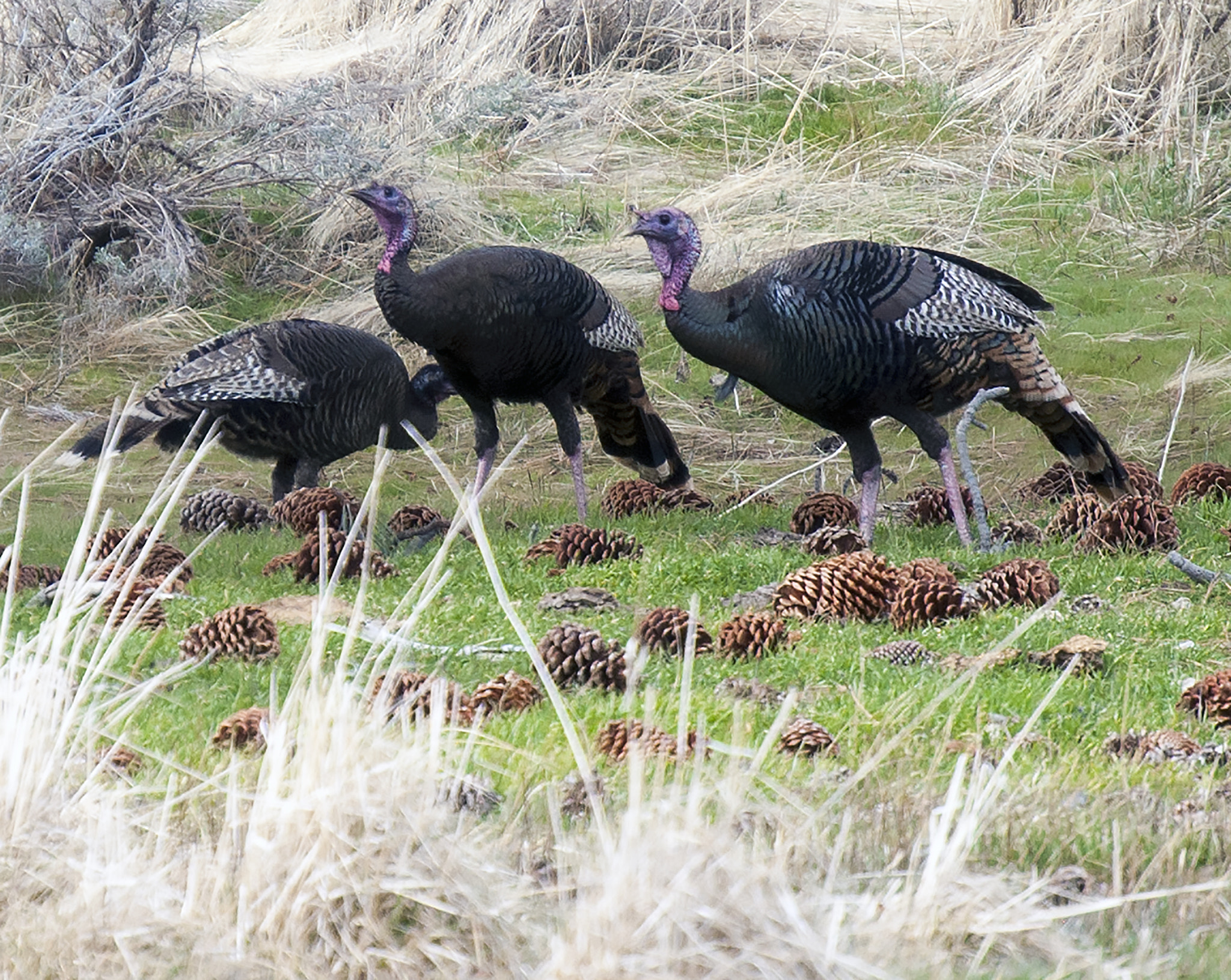 Nikon D5000 sample photo. Turkeys photography