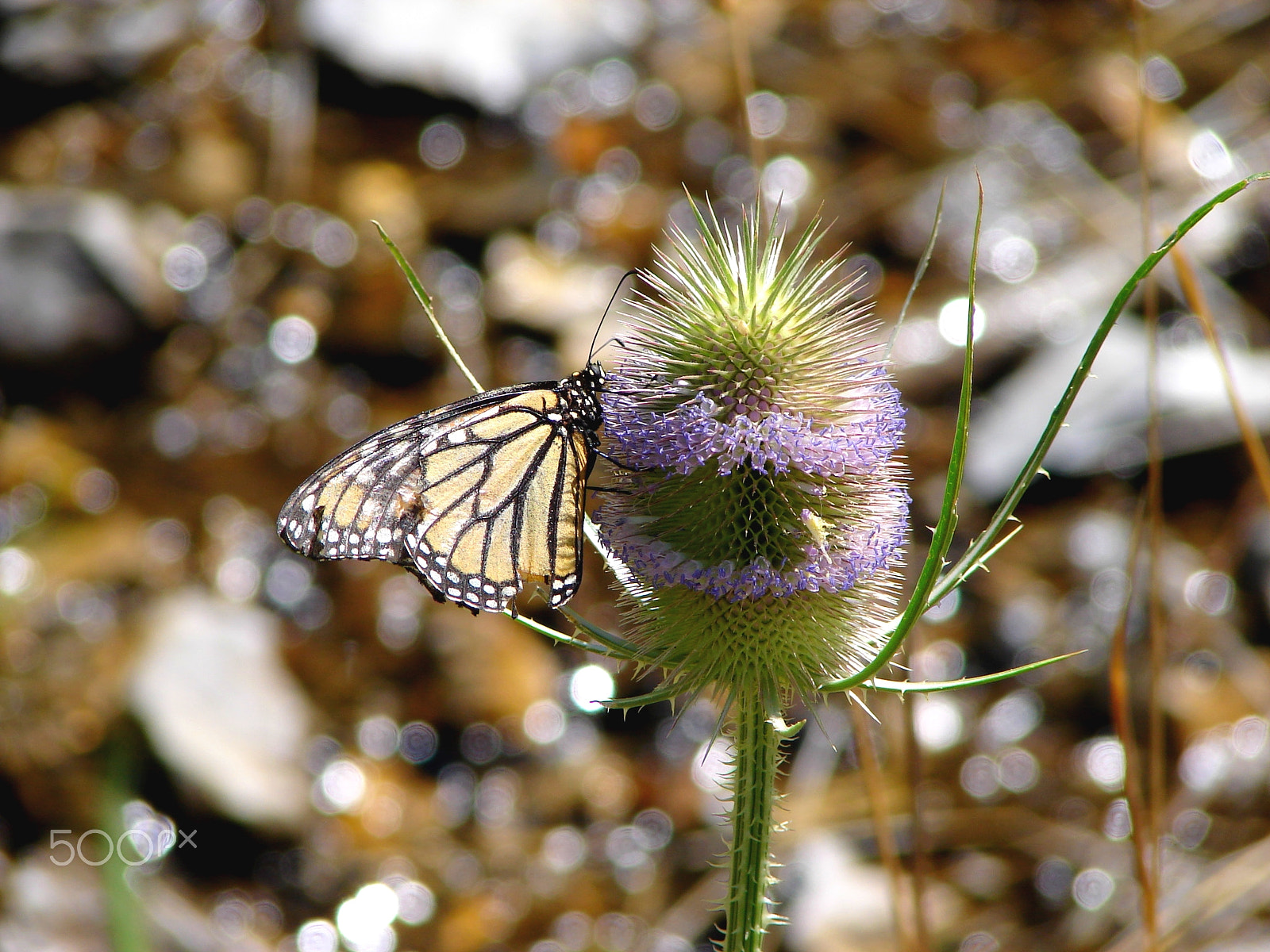 Sony DSC-H1 sample photo. Butterfly on a plant photography