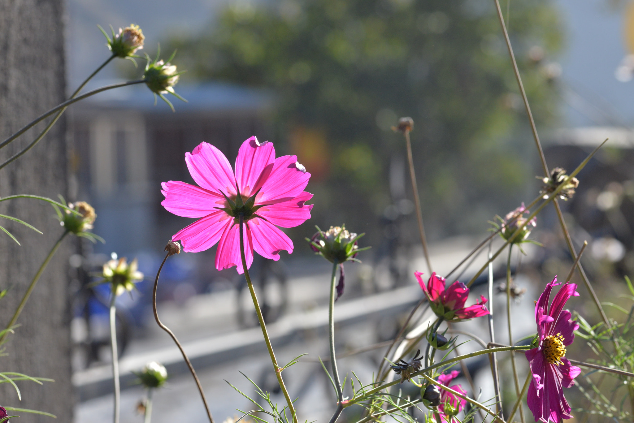 ZEISS Makro-Planar T* 100mm F2 sample photo. Dsc photography