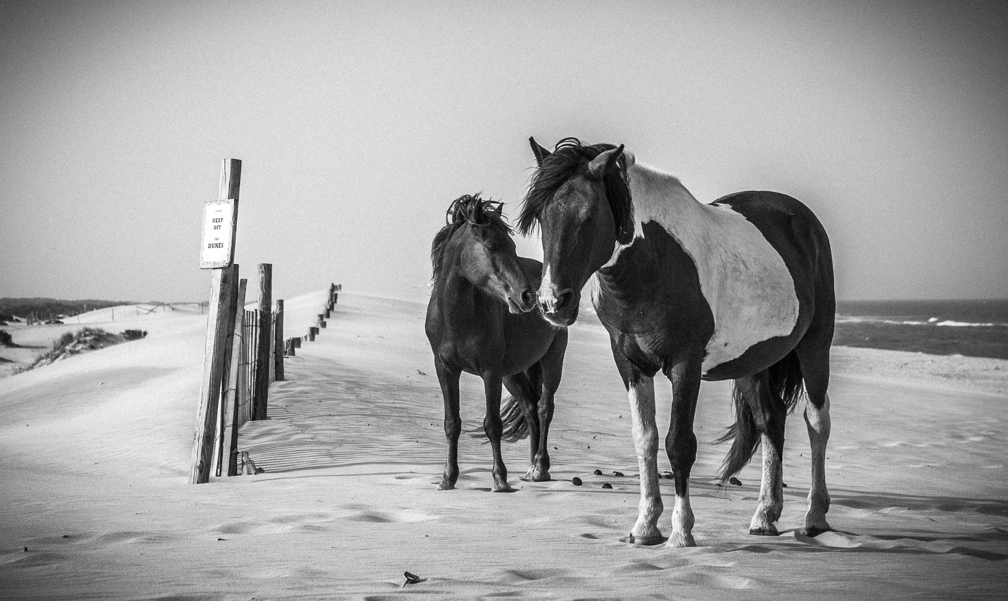 Canon EOS 400D (EOS Digital Rebel XTi / EOS Kiss Digital X) sample photo. Assateague island, me photography