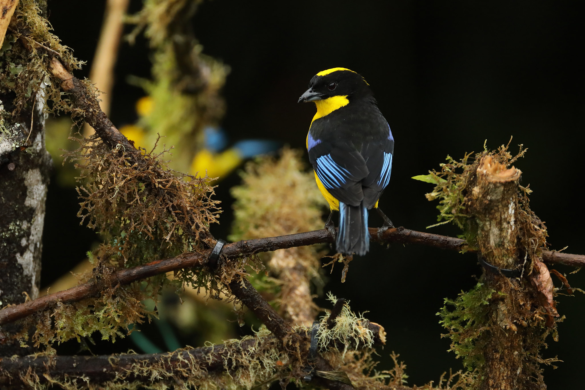 Canon EF 500mm F4L IS USM sample photo. Blue-winged mountain tanager - anisognathus somptu photography