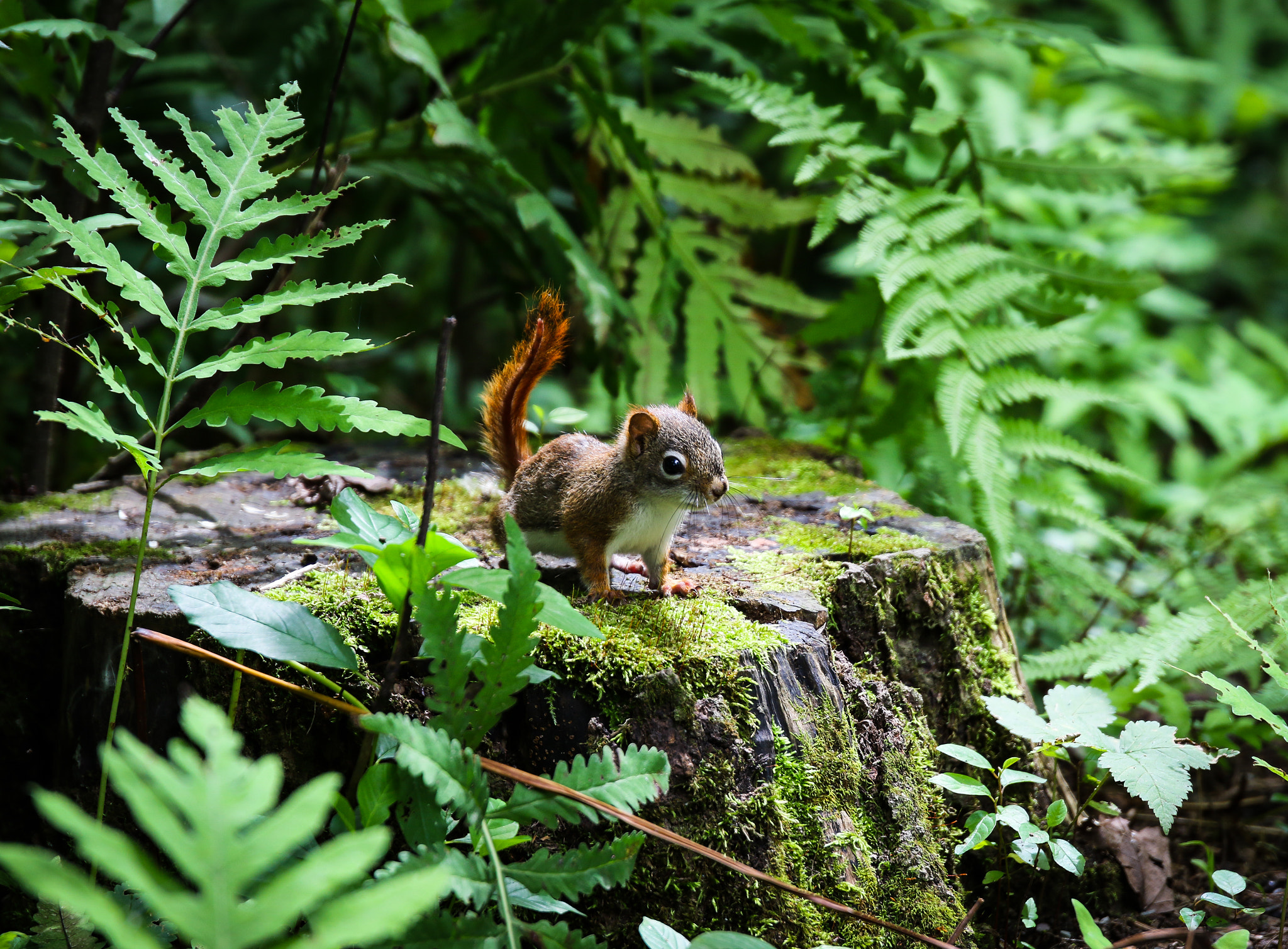 Sigma 24-105mm f/4 DG OS HSM | A sample photo. Young squirrel venturing out photography