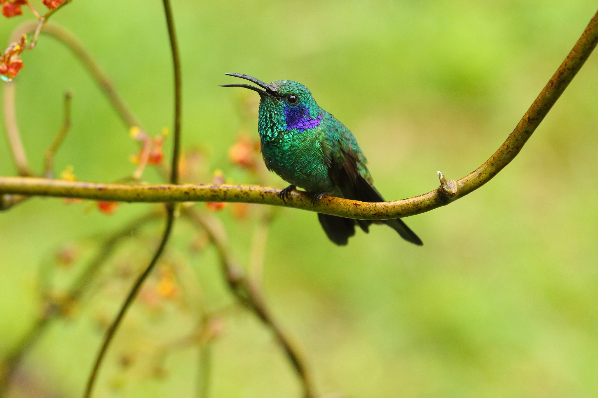 Canon EF 300mm F2.8L IS USM sample photo. Green-violetear- colibri-thalassinus photography