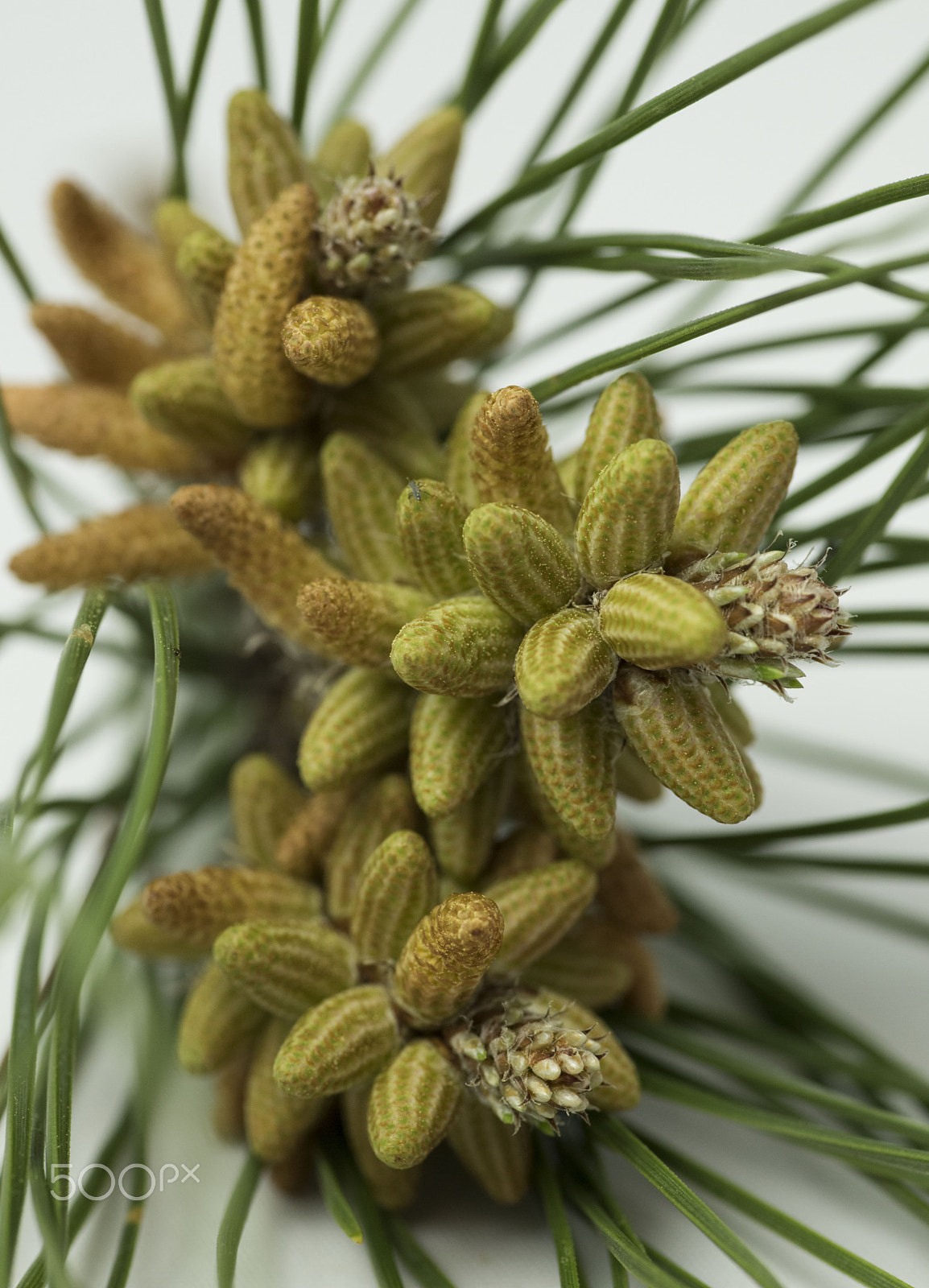 Nikon D810 sample photo. Baby pine cones photography