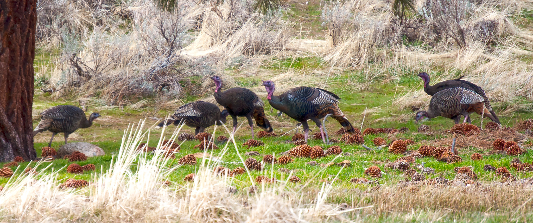 Nikon D5000 sample photo. Turkeys 2 photography