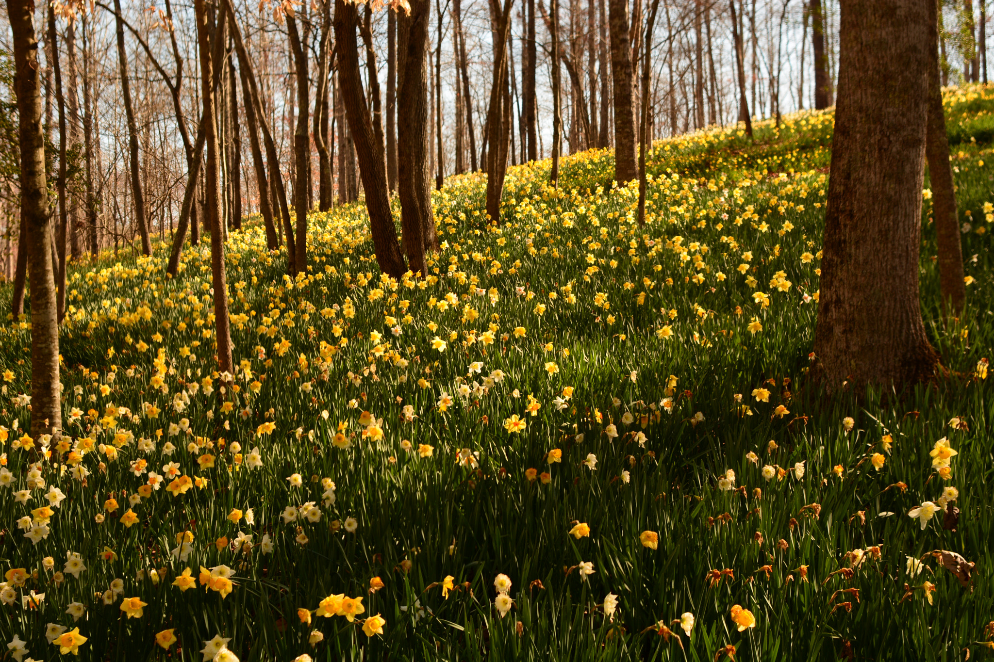 Nikon D7100 + AF Nikkor 28mm f/2.8 sample photo. Daffodils on the hill side photography