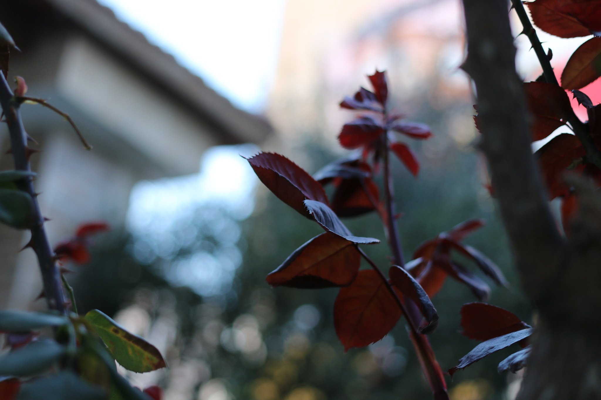 Canon EOS 70D + Canon EF 40mm F2.8 STM sample photo. Red leaves photography