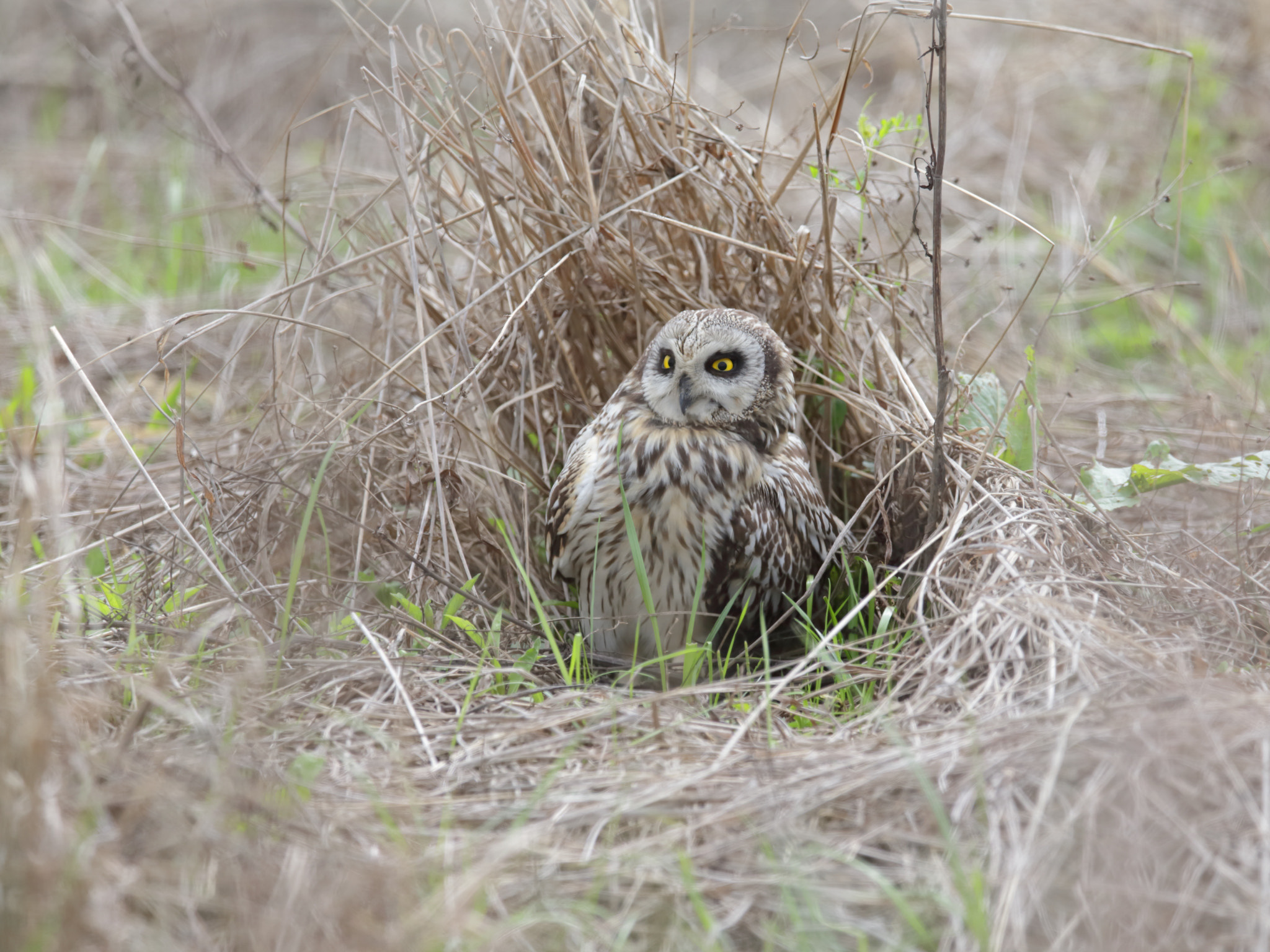 Canon EOS-1D X + Canon EF 400mm F2.8L IS II USM sample photo. コミミズク short-eared owl photography