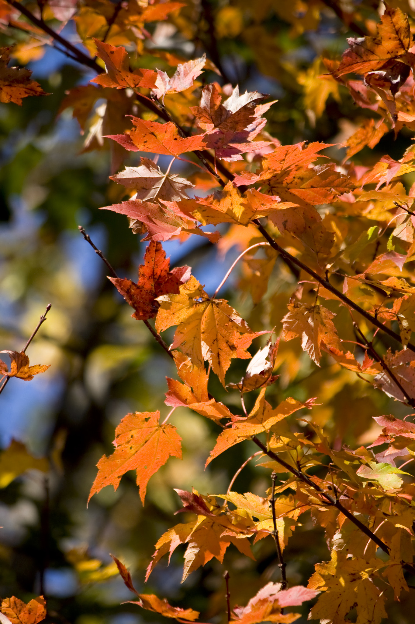 Canon EF-S 55-250mm F4-5.6 IS sample photo. When time was right photography
