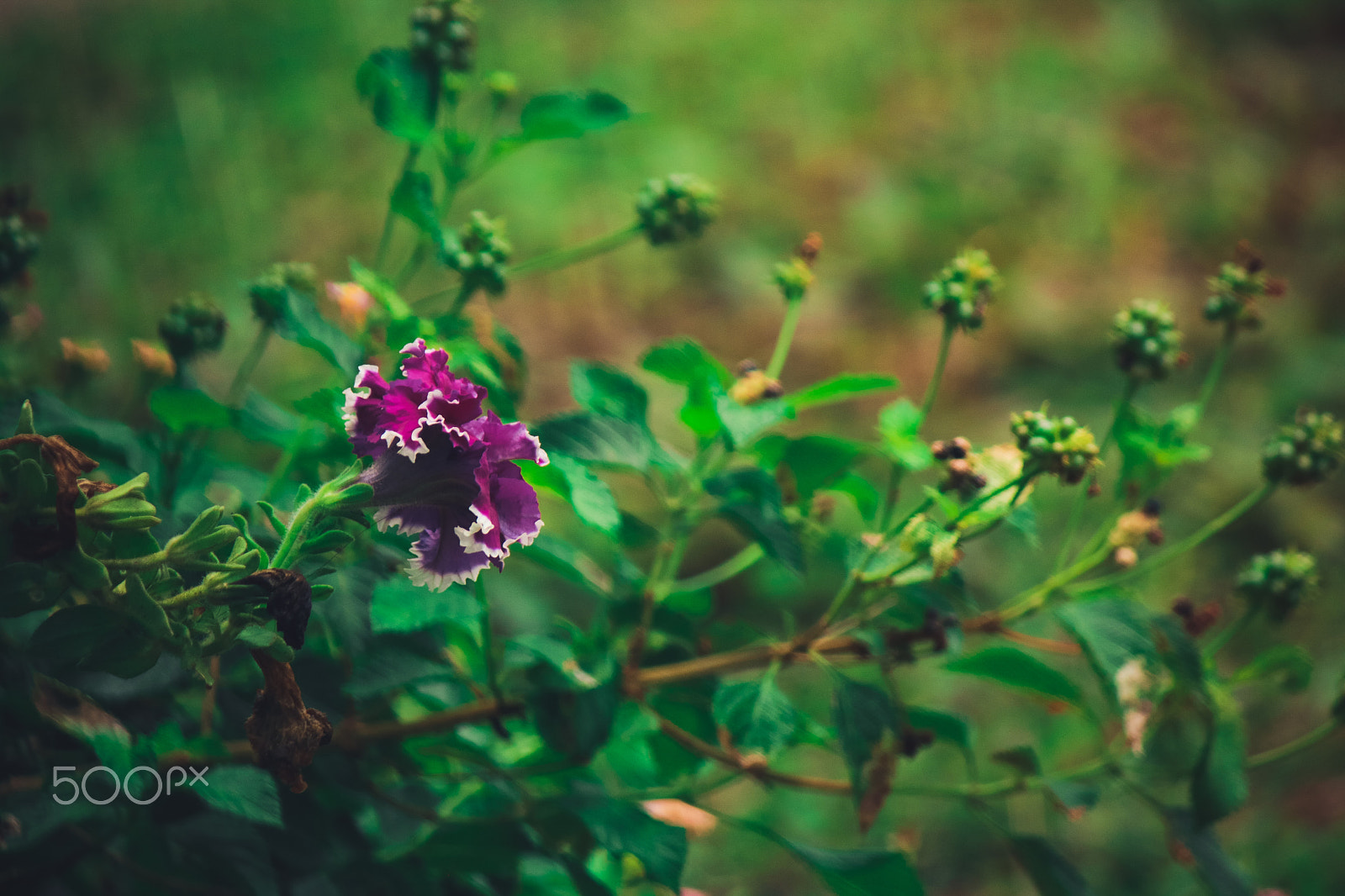 Canon EF-S 55-250mm F4-5.6 IS sample photo. Img photography