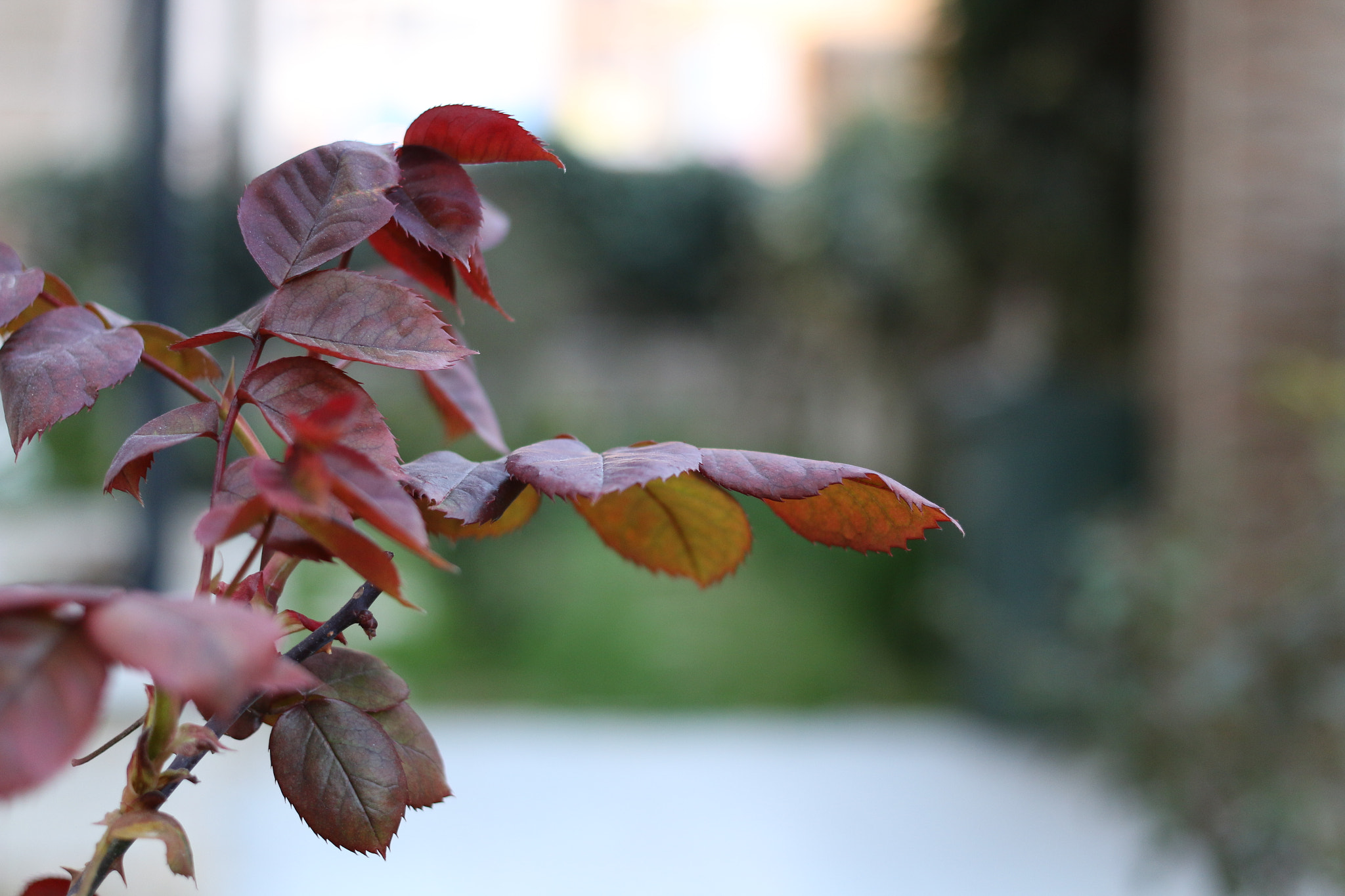 Canon EOS 70D + Canon EF 40mm F2.8 STM sample photo. Red leaves photography