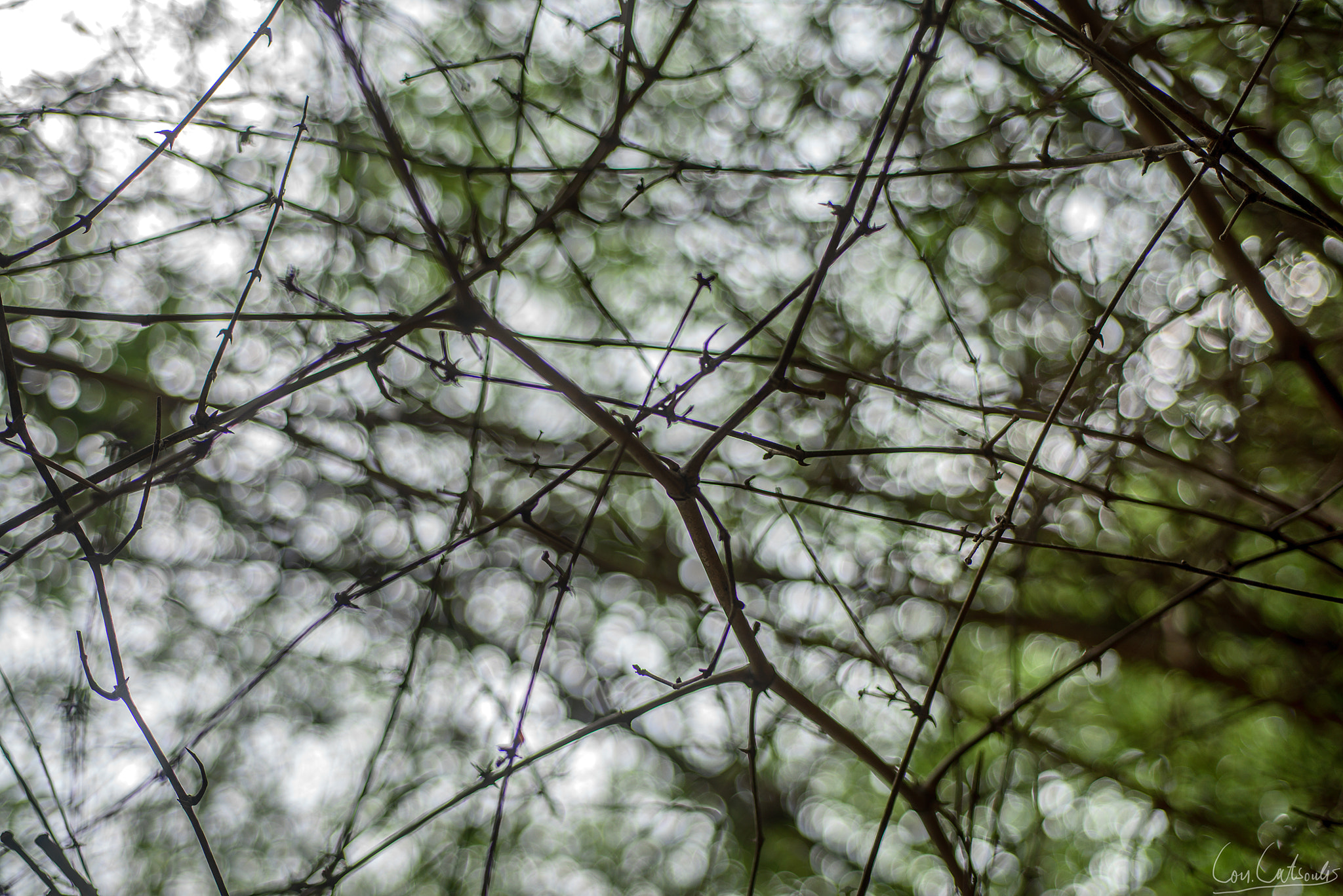 Nikon AF Micro-Nikkor 60mm F2.8D sample photo