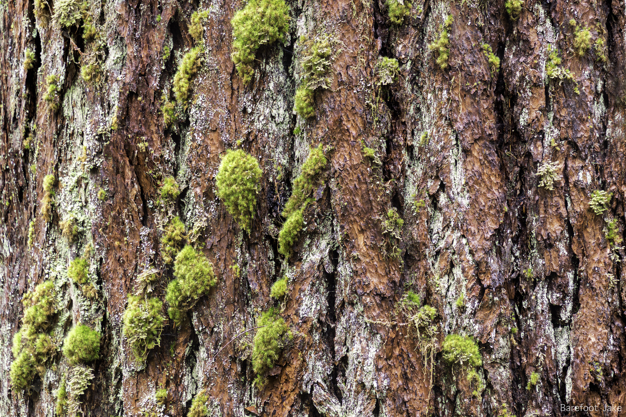 Fujifilm XF 55-200mm F3.5-4.8 R LM OIS sample photo. Big trees of the olympic peninsula photography