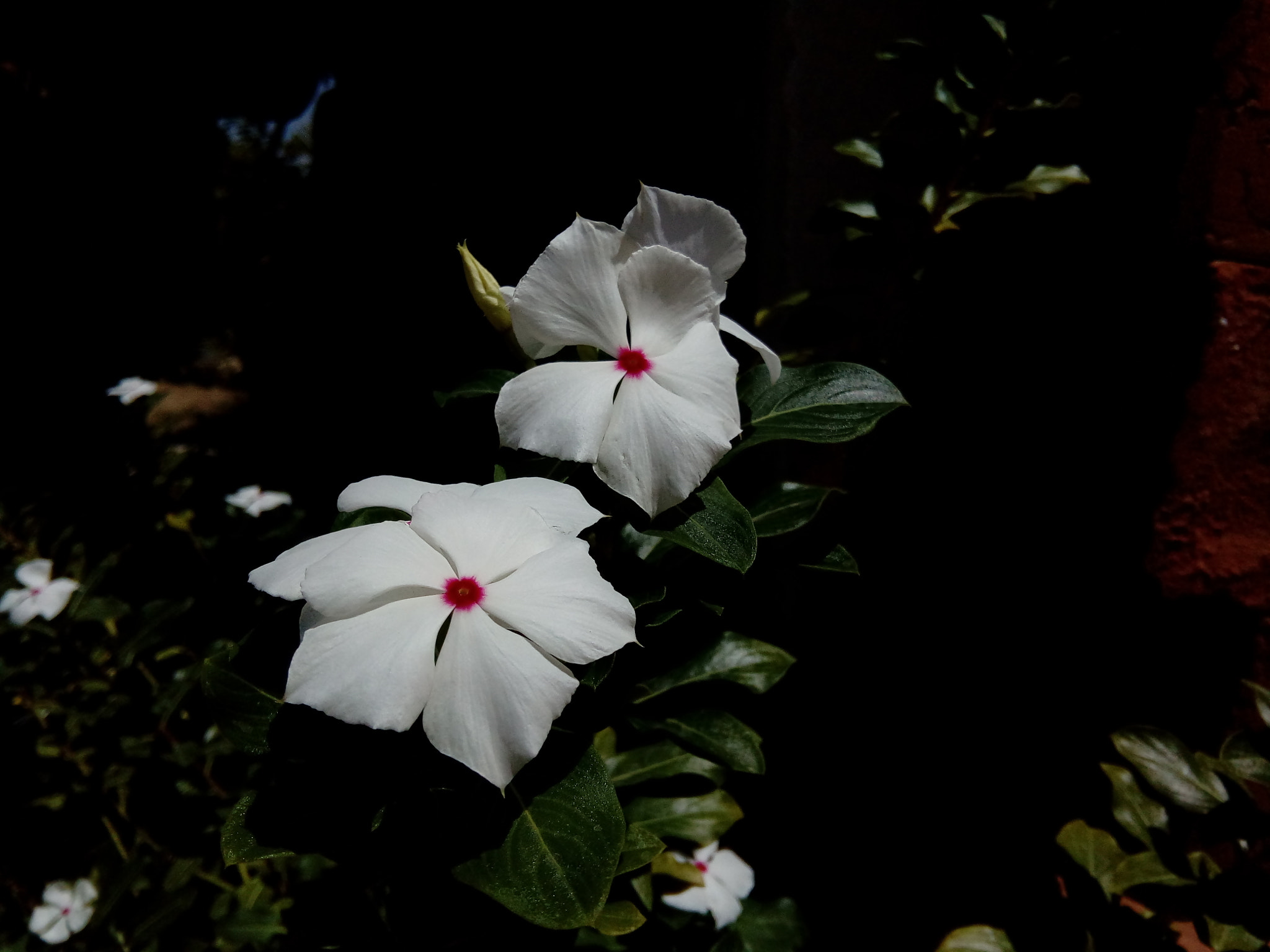 ZTE Blade V6 Max sample photo. White flower photography