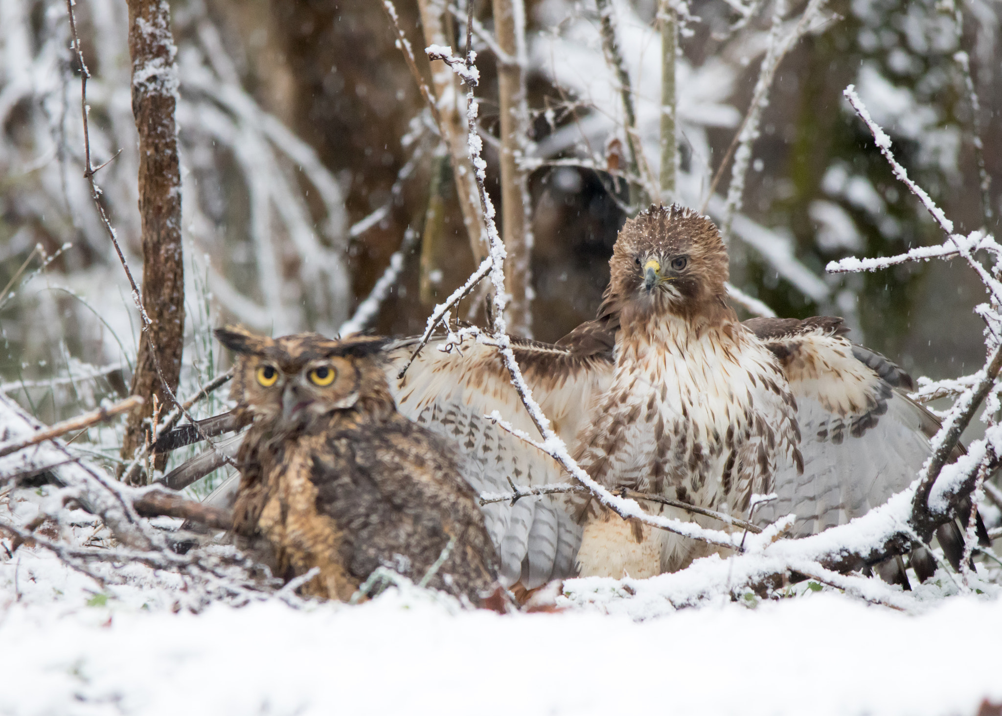 Sigma 150-500mm F5-6.3 DG OS HSM sample photo. The standoff photography