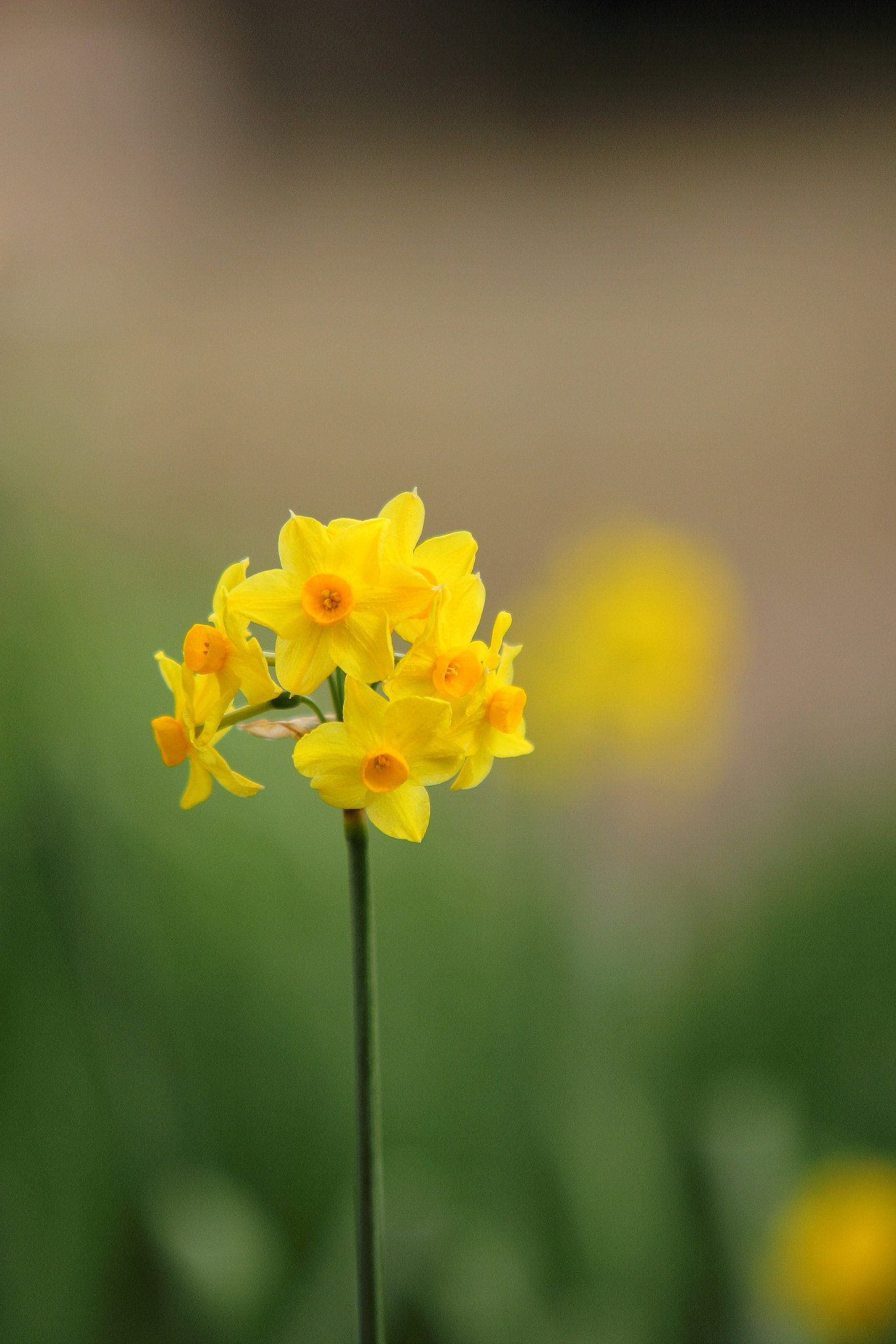 Canon EF 70-200mm F2.8L USM sample photo. Kyoto's early spring photography