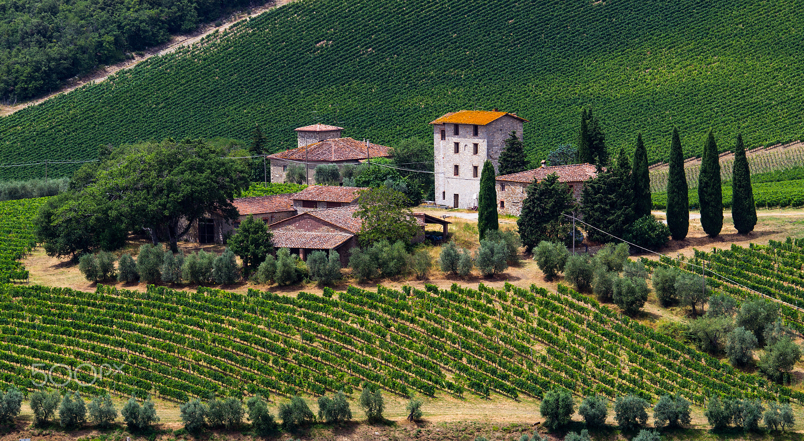 Canon EOS 600D (Rebel EOS T3i / EOS Kiss X5) sample photo. Italian vineyards photography