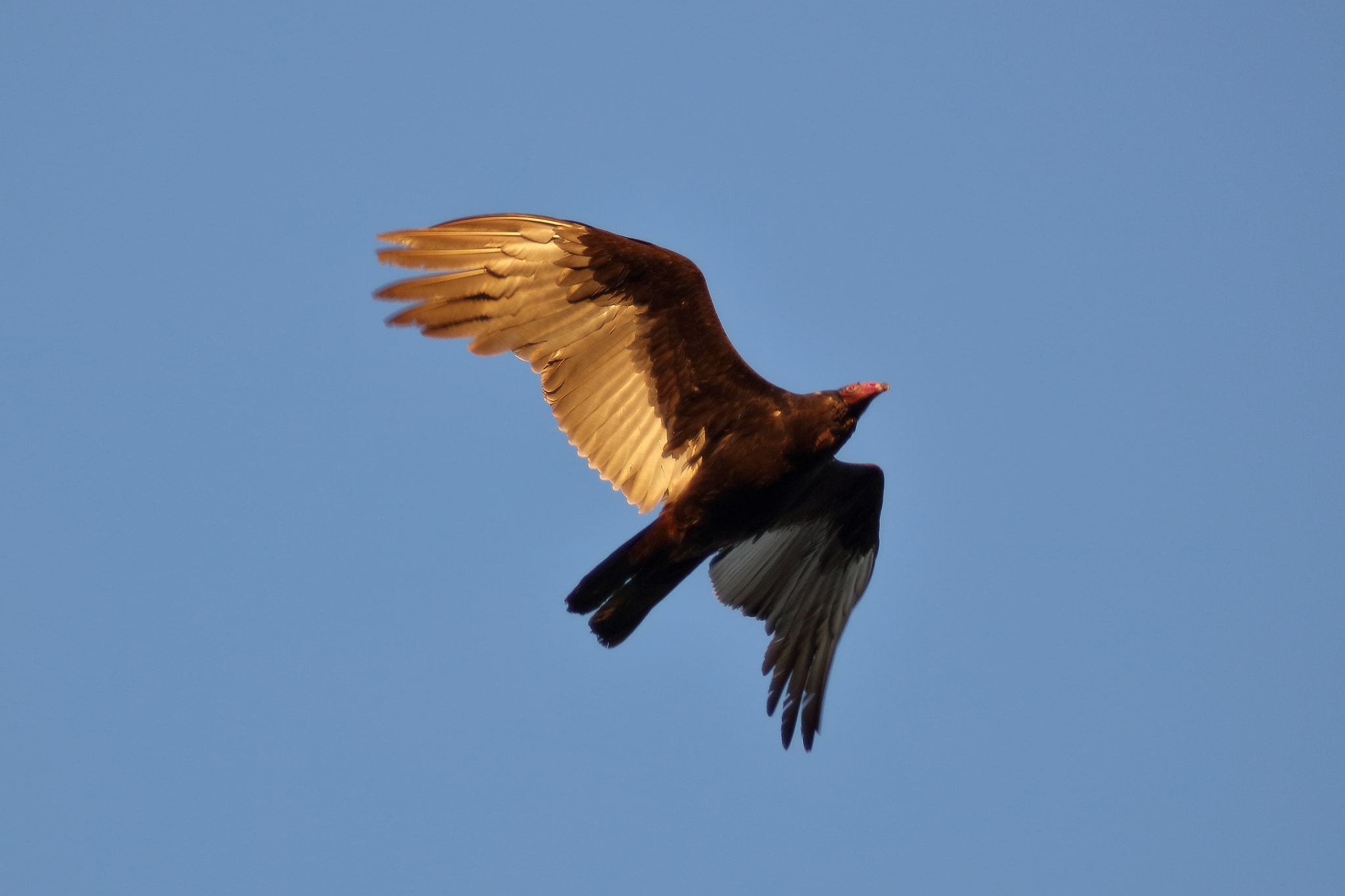 Canon EF 200mm F2L IS USM sample photo. Turkey vulture photography